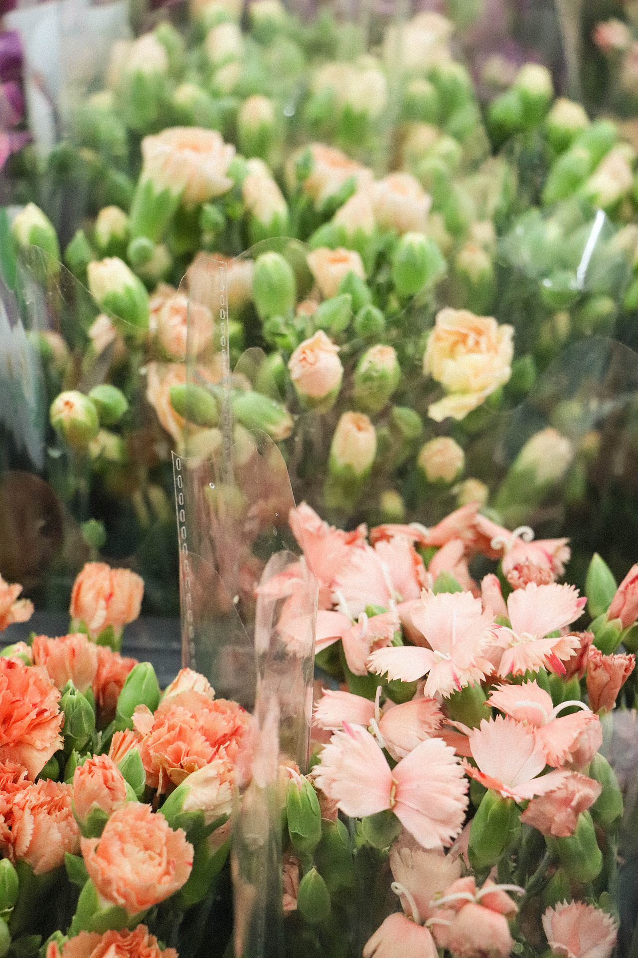 花束秘密（图ZMzM3OTg2MjI0） - 风光摄影 - 站酷设计师林二三_原创素材 - 站酷ZCOOL