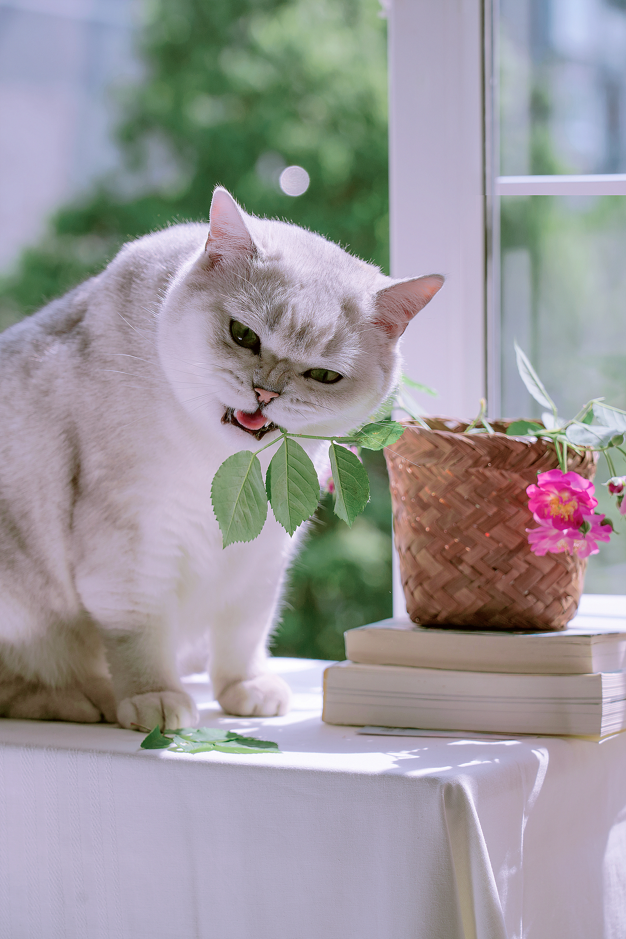 蔷薇花（图ZMzQyMzY5OTUy） - 其他摄影 - 站酷设计师小麦芽MY原创素材 - 站酷ZCOOL