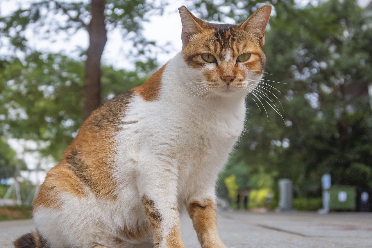 【信息学院】学校内形形色色的猫
