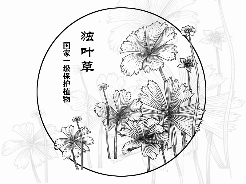 国家濒危保护物种——植物篇