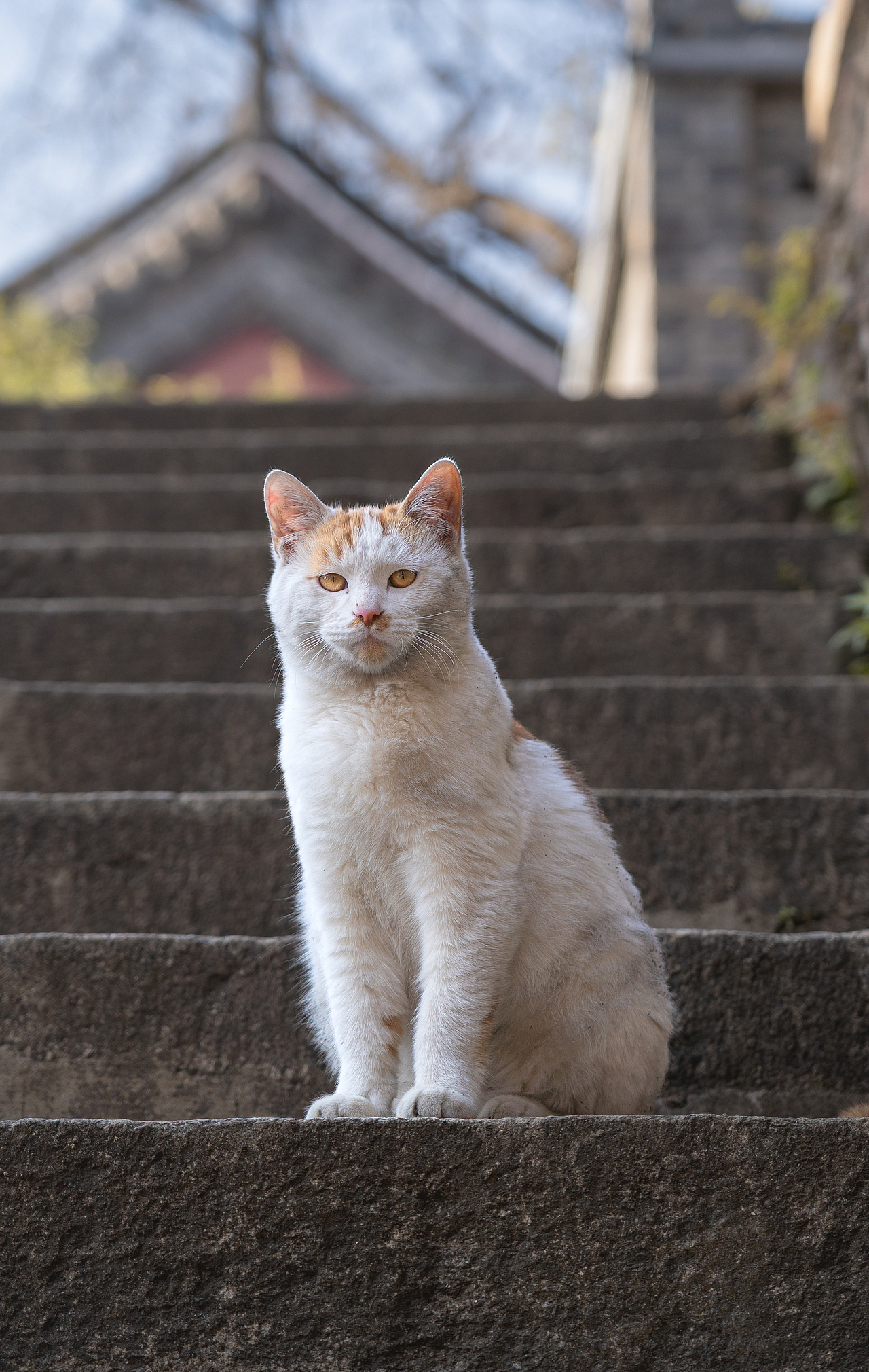 长春观中的修道猫系列(一)（图ZMzE1ODg3MTY4） - 宠物摄影 - 站酷设计师wk929774018原创素材 - 站酷ZCOOL