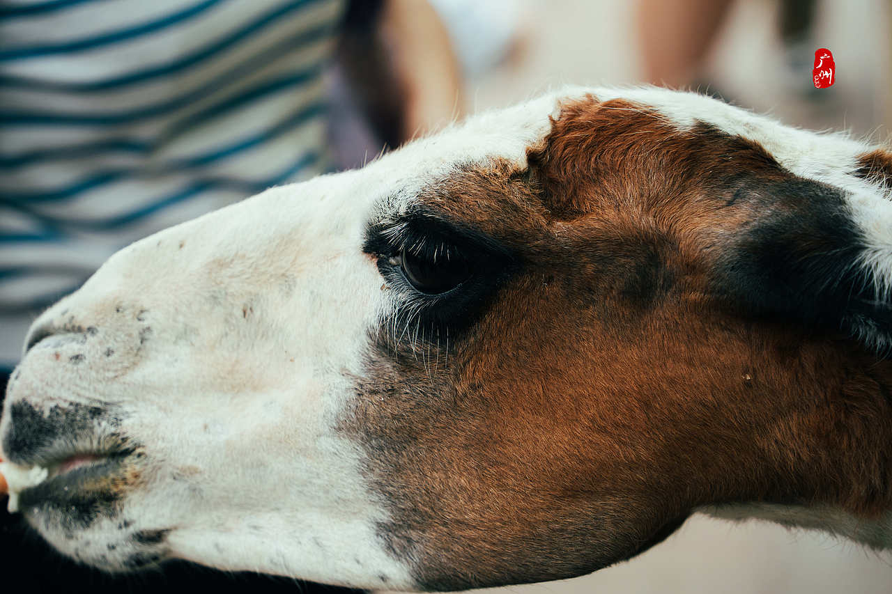 随手拍·广州动物园(兽类)（图ZMzM1ODA3Mzg0） - 人文/纪实摄影 - 站酷设计师一晨同学原创素材 - 站酷ZCOOL