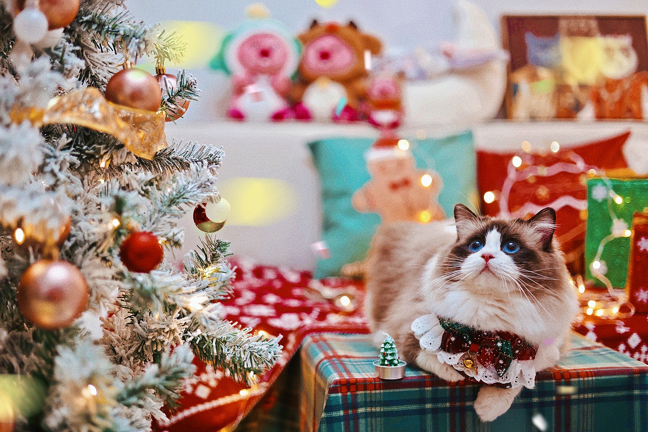 圣诞🎄🐱专题--萌萌小猪咪们（图ZMzU4MzI0MTQw） - 宠物摄影 - 站酷设计师夏夏大西瓜原创素材 - 站酷ZCOOL