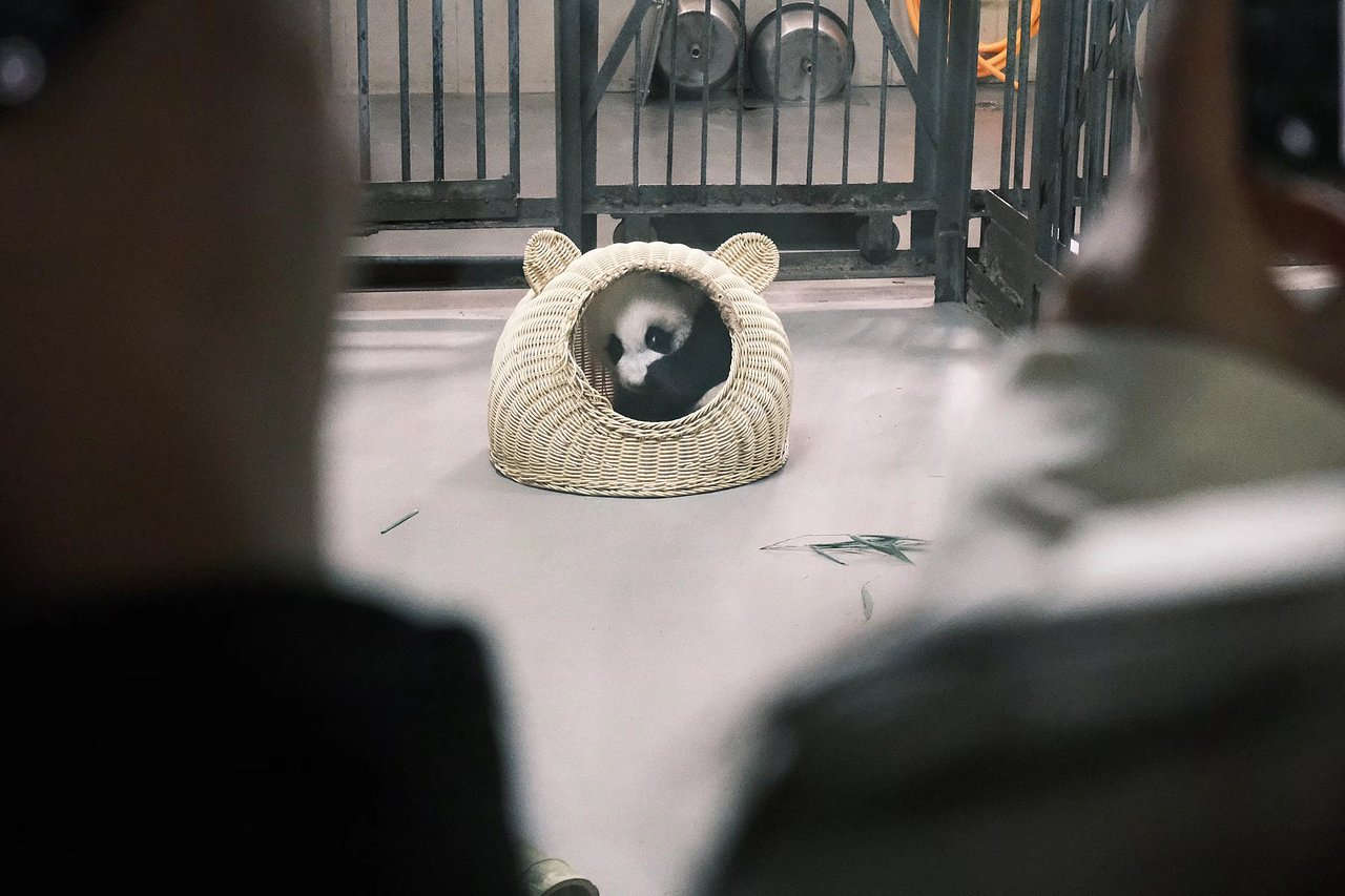 成都熊猫基地（图ZMzAzNzQxMjIw） - 人文/纪实摄影 - 站酷设计师汪阿點原创素材 - 站酷ZCOOL