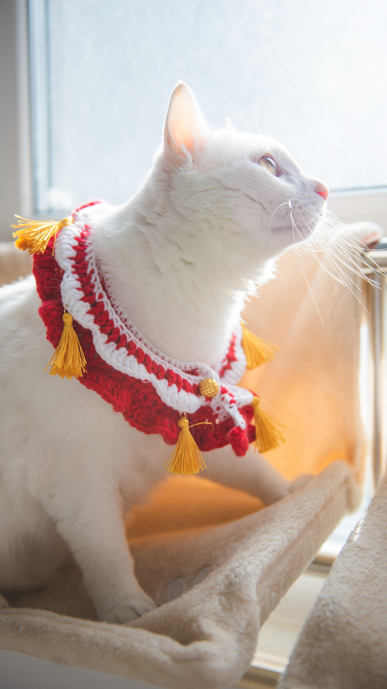 补发一下过年时候的桃桃图图（图ZMzQ1OTQ2OTcy） - 宠物摄影 - 站酷设计师梅柒鹤子原创素材 - 站酷ZCOOL