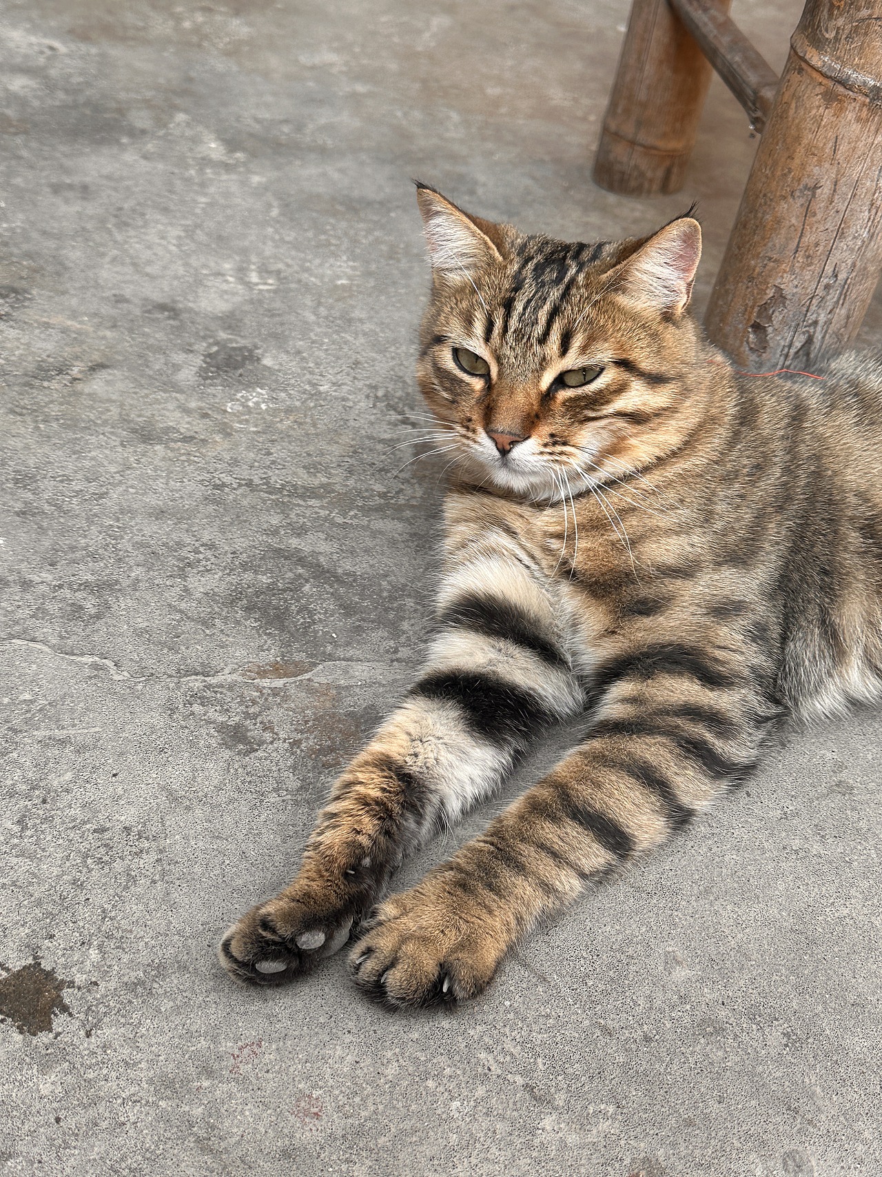 iPhone14promax拍摄的在晒太阳的小猫咪