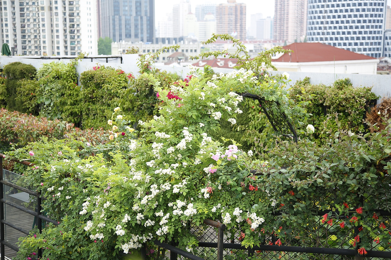 花至花园内的月季花