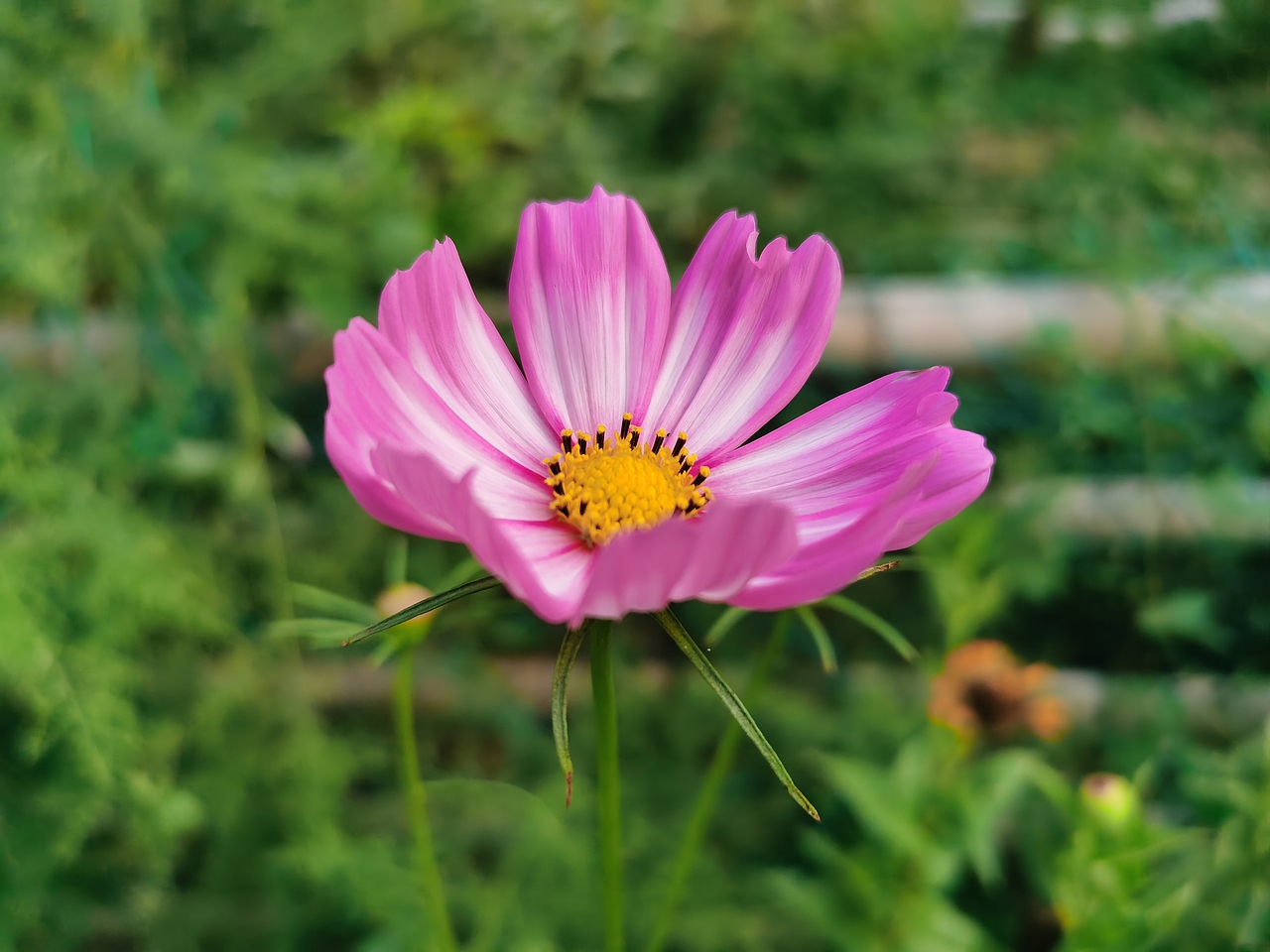 野外采集（图ZMzIwMDc4OTY4） - 风光摄影 - 站酷设计师Z13498151原创素材 - 站酷ZCOOL