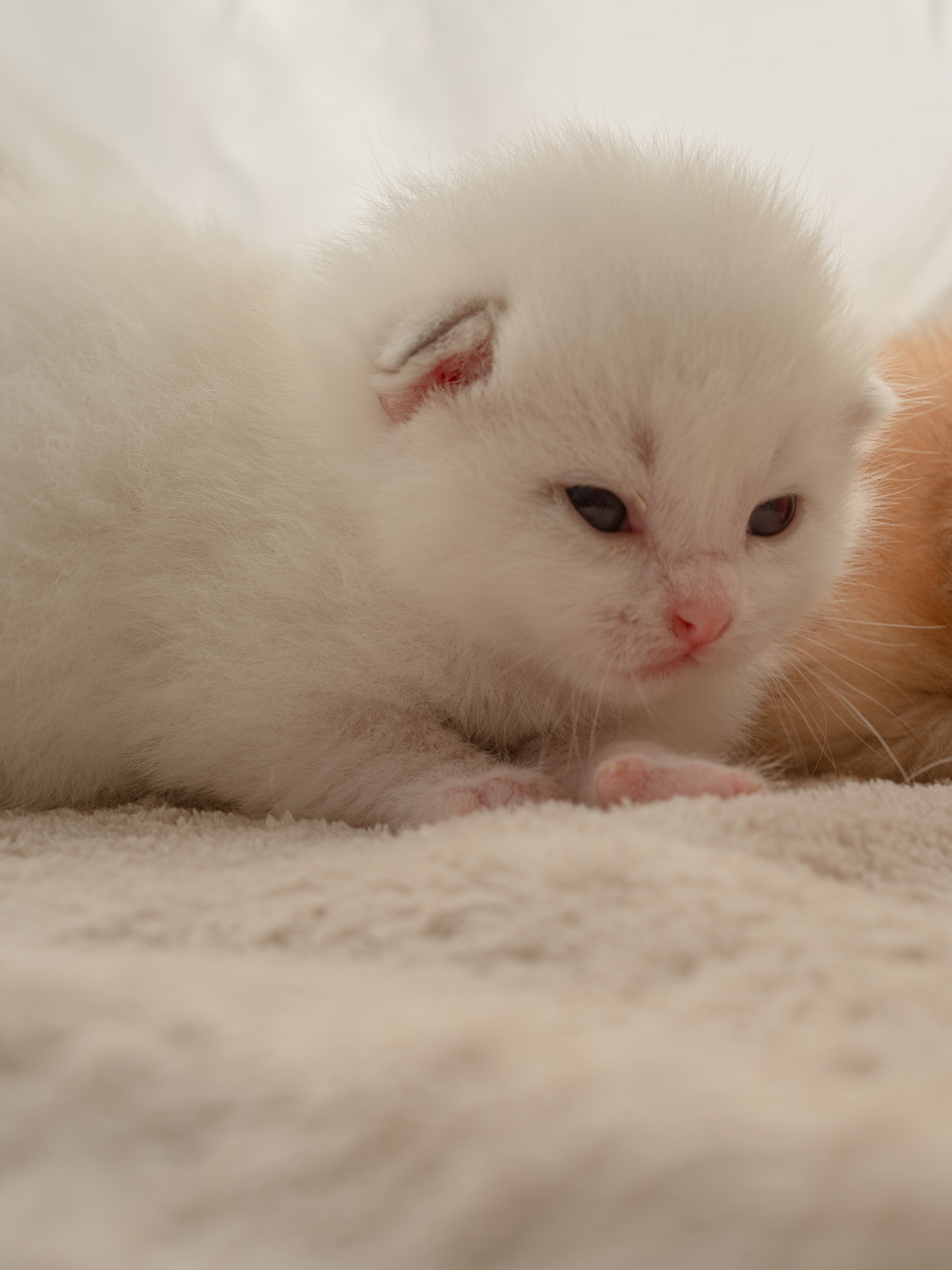 刚出生的小猫咪奶猫也太可爱了吧~