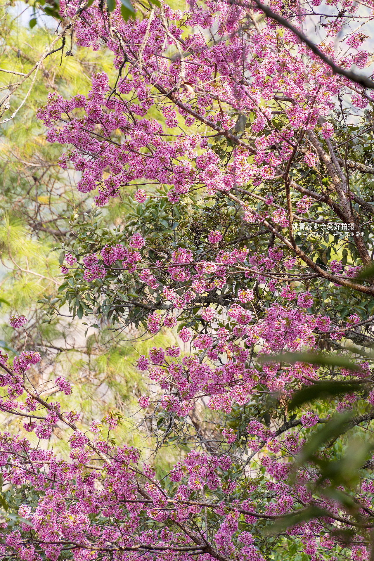云南省临沧市凤庆县大寺乡德乐村澜沧江乡村人家#姚青春