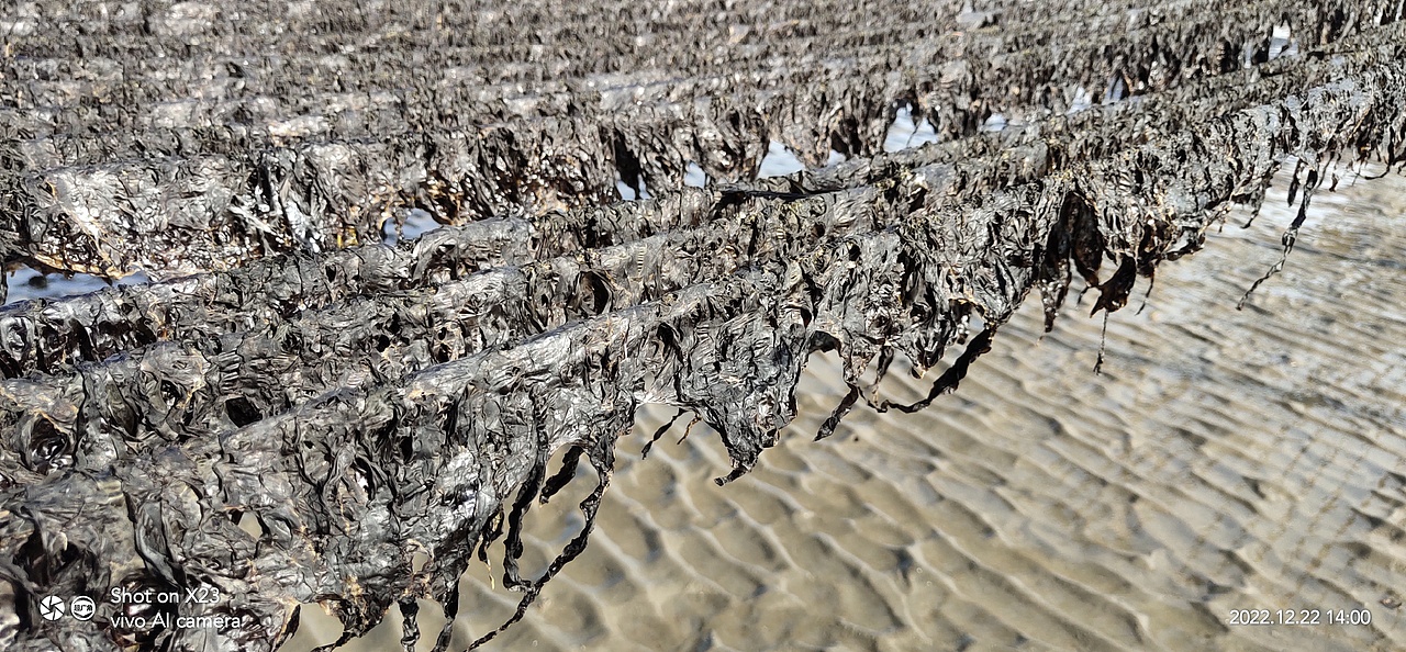 海水退去,紫菜收获季