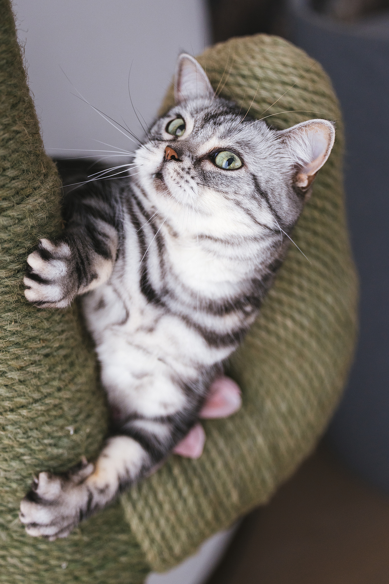 猫的私房 第六季