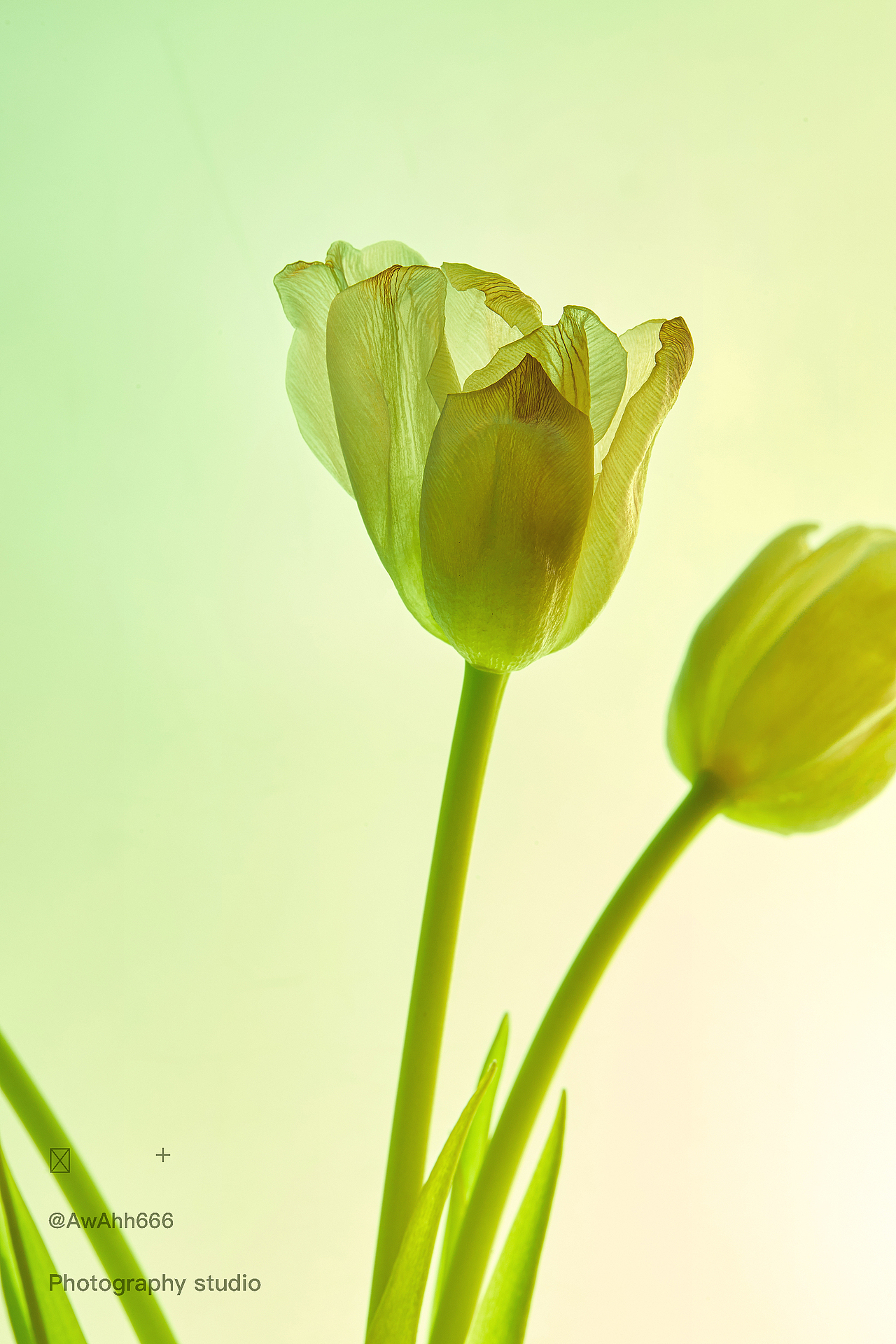 🌷|调性摄影 | AwA:)