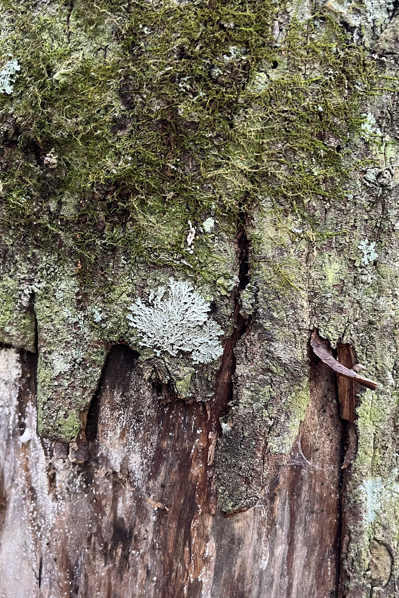 微觀風景（圖ZMzUyNTA4NzQw） - 風光攝影 - 站酷設(shè)計師ZHU號原創(chuàng)素材 - 站酷ZCOOL