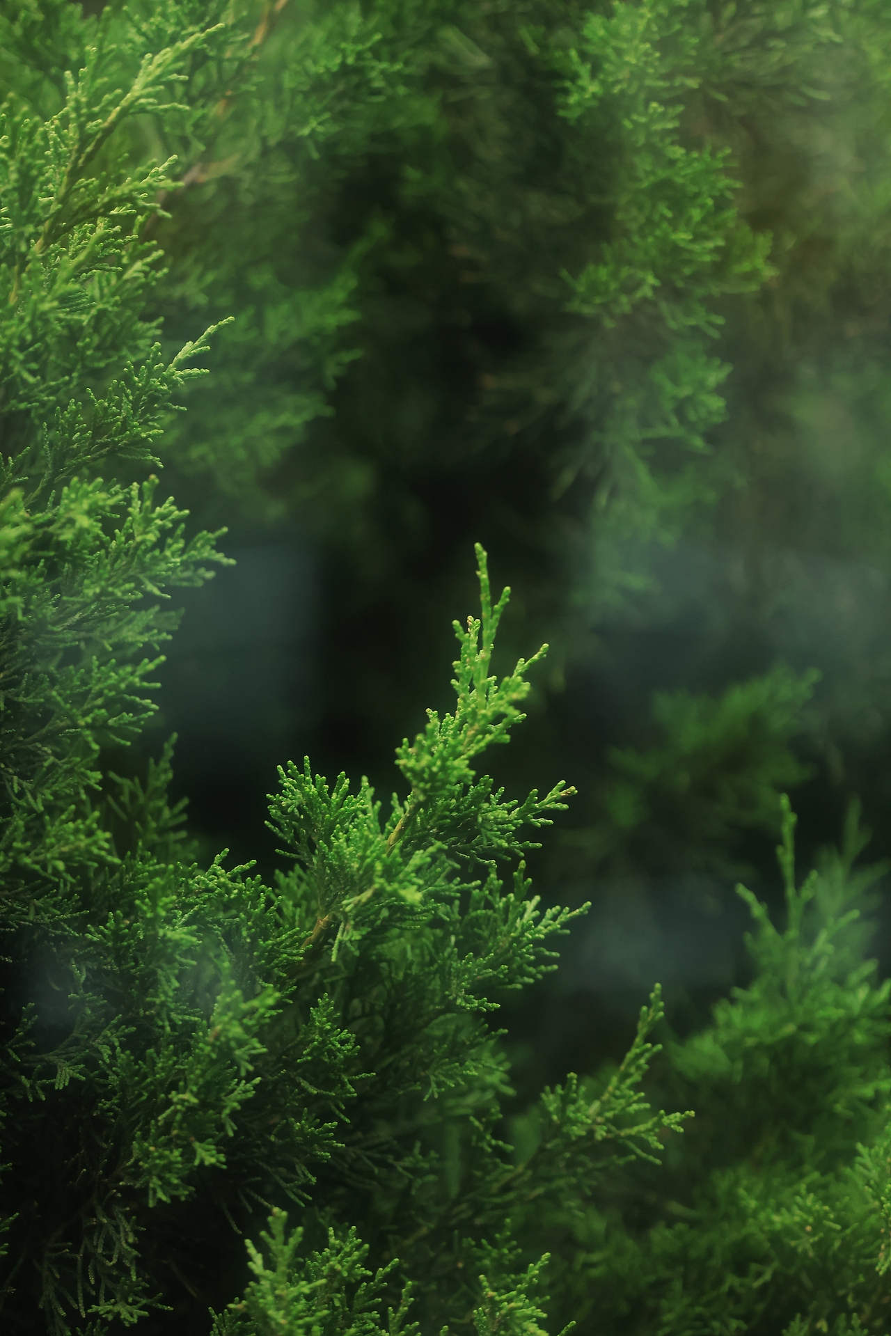 人像摄影/森系少女/情绪人像