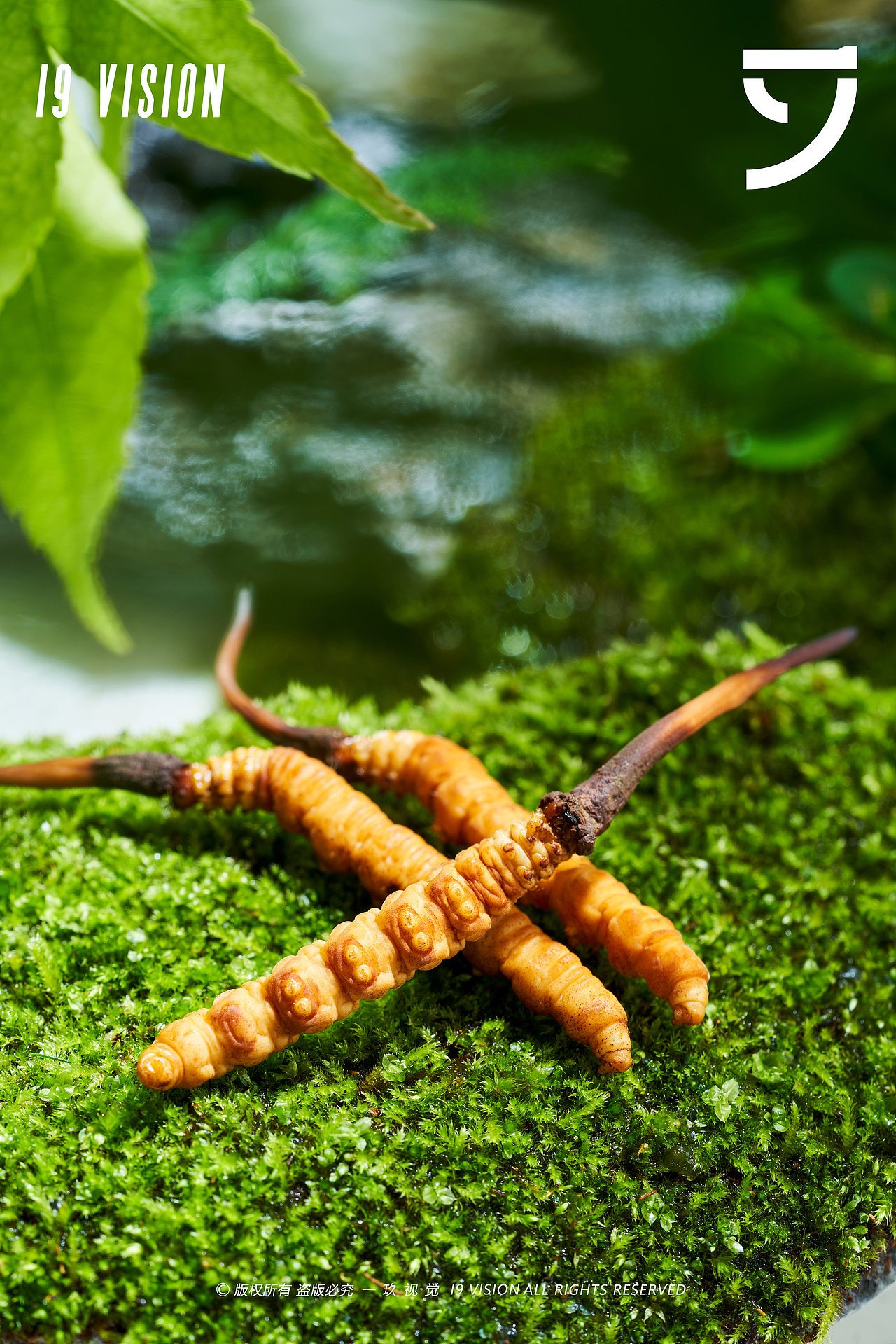 电商摄影 | 怀慈堂虫草拍摄 X 一玖视觉