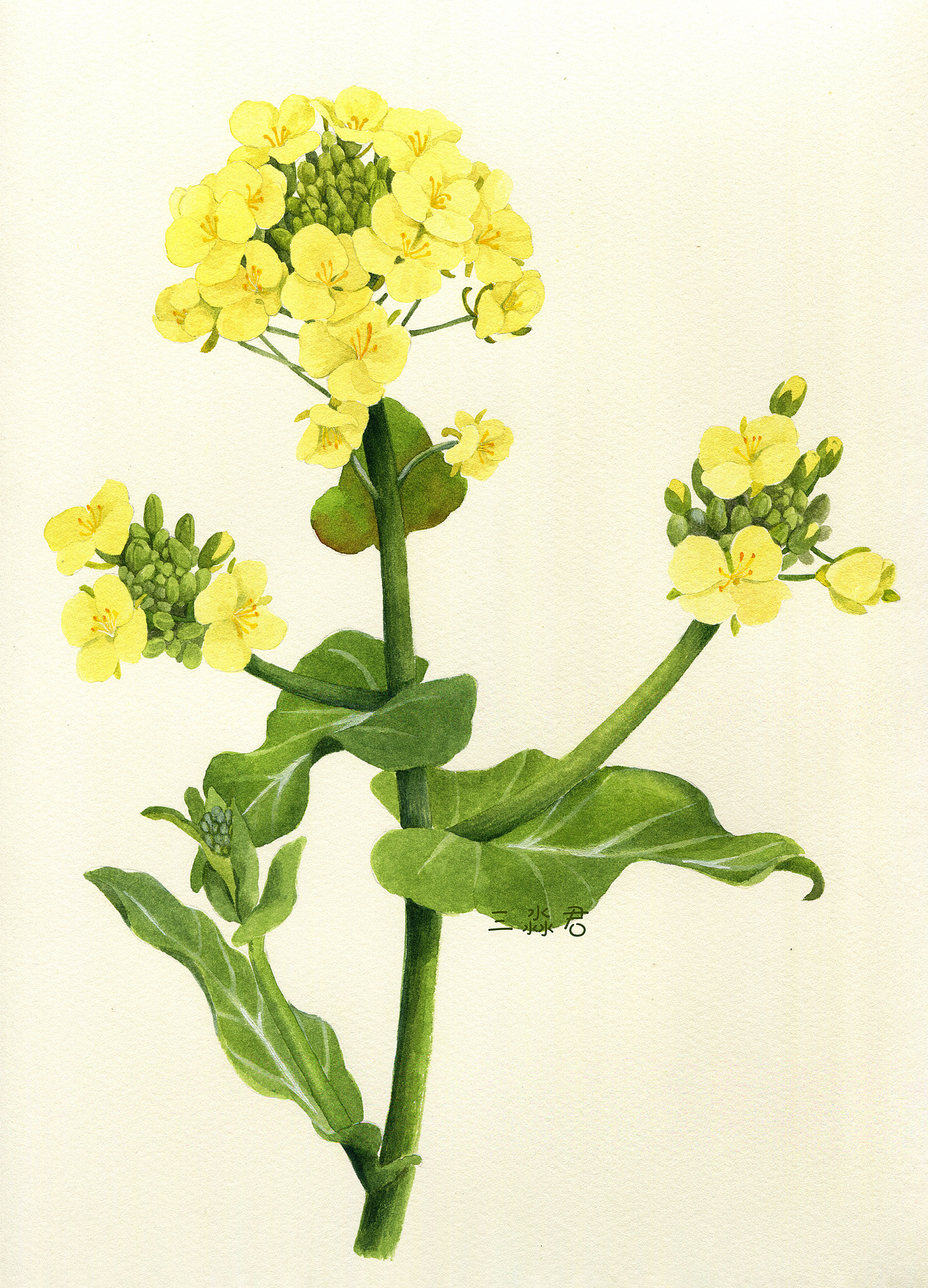 淡彩植物图鉴（图ZMzM3NTUzMjQ0） - 商业插画 - 站酷设计师三淼君原创素材 - 站酷ZCOOL