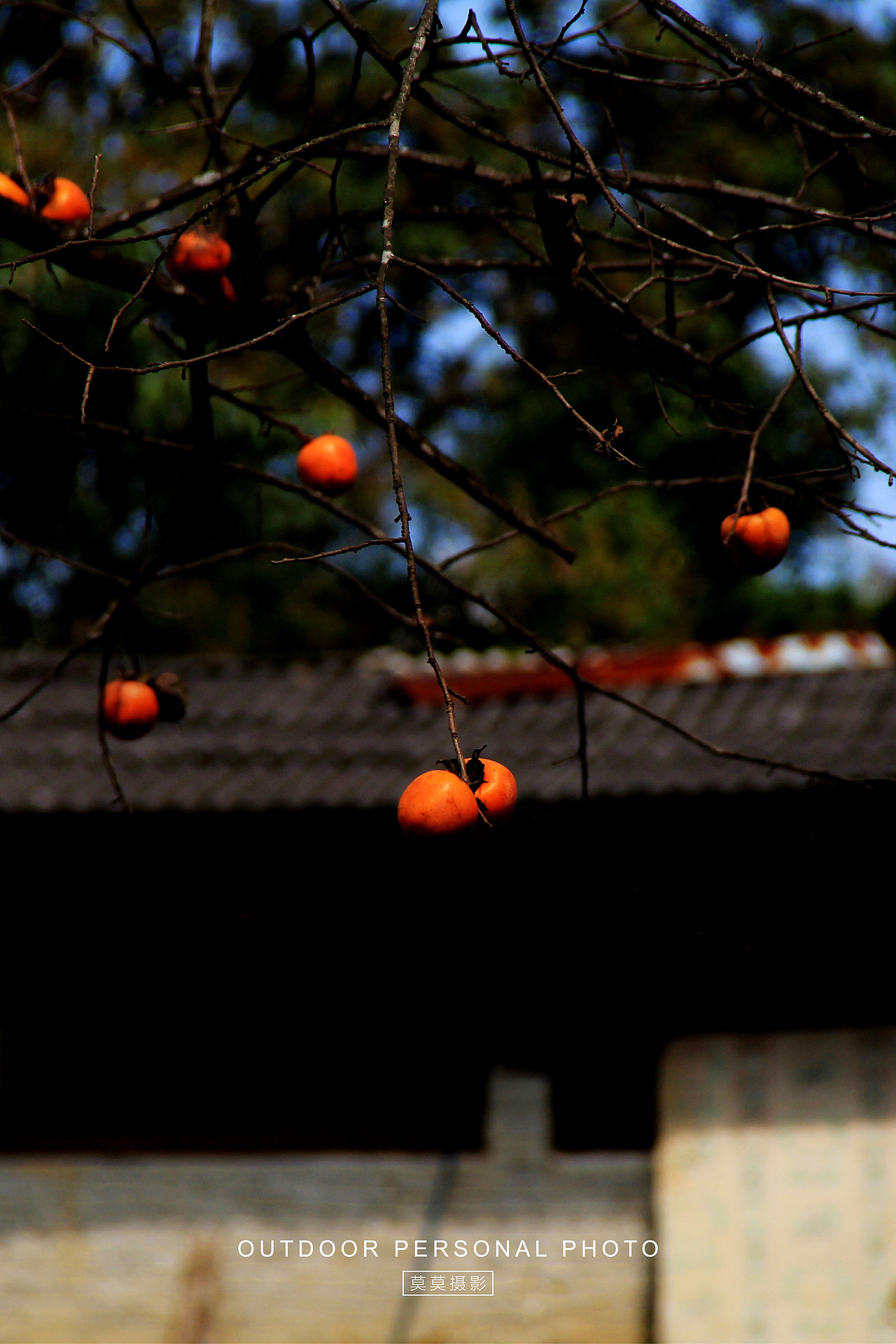 从化桂峰村的柿子“熟了”（图ZMzU0ODAzNDQ4） - 人文/纪实摄影 - 站酷设计师莫莫摄影原创素材 - 站酷ZCOOL