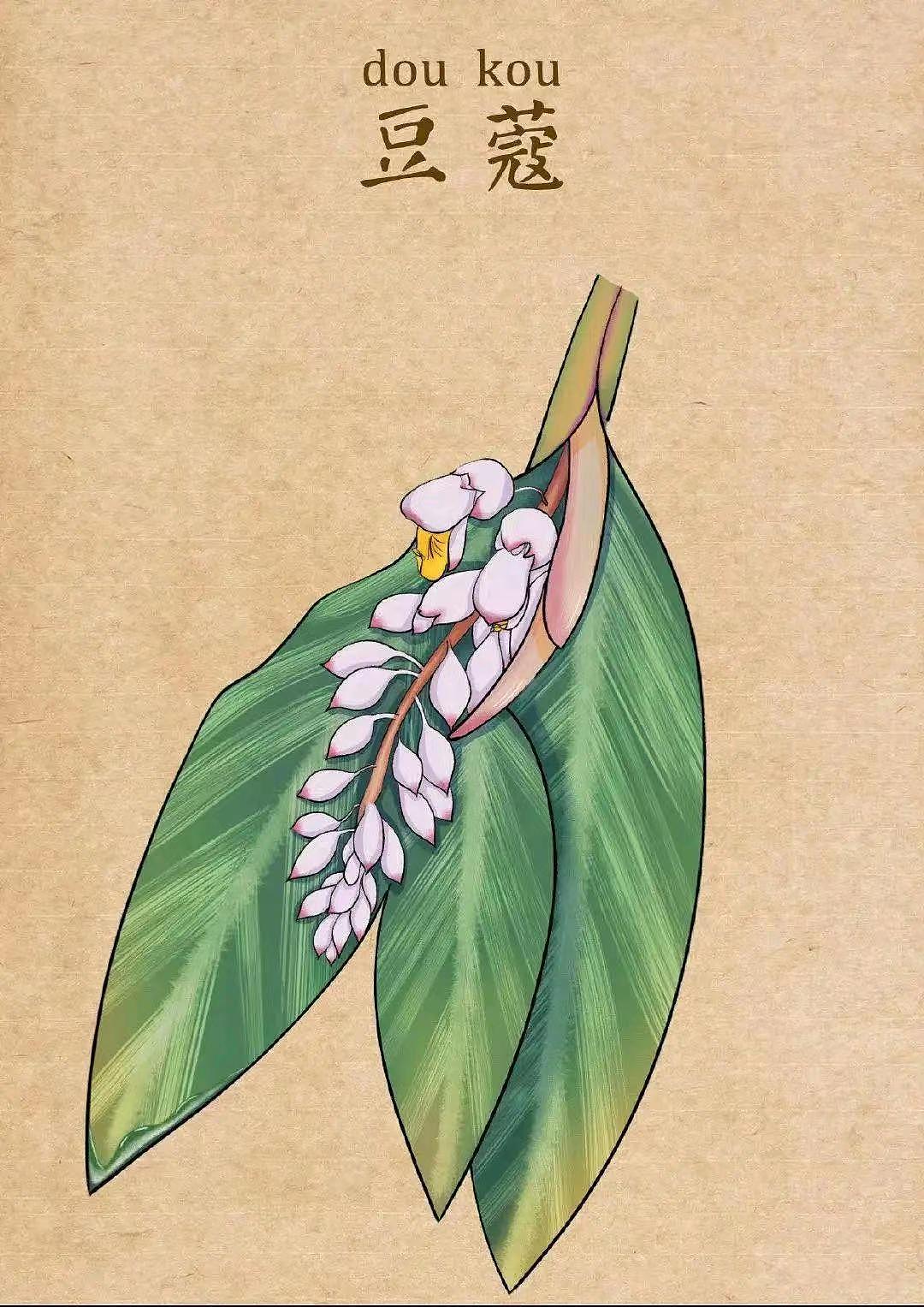 中药插画（图ZMzQ1MDUwNzA0） - 艺术插画 - 站酷设计师龙龍Wsl原创素材 - 站酷ZCOOL