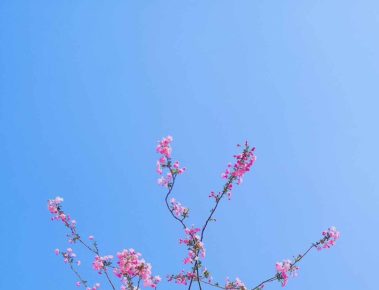 手机摄影 春深花落~