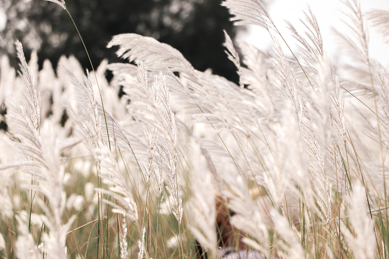 秋日芦苇（图ZMzM3OTg1NjA0） - 风光摄影 - 站酷设计师林二三_原创素材 - 站酷ZCOOL