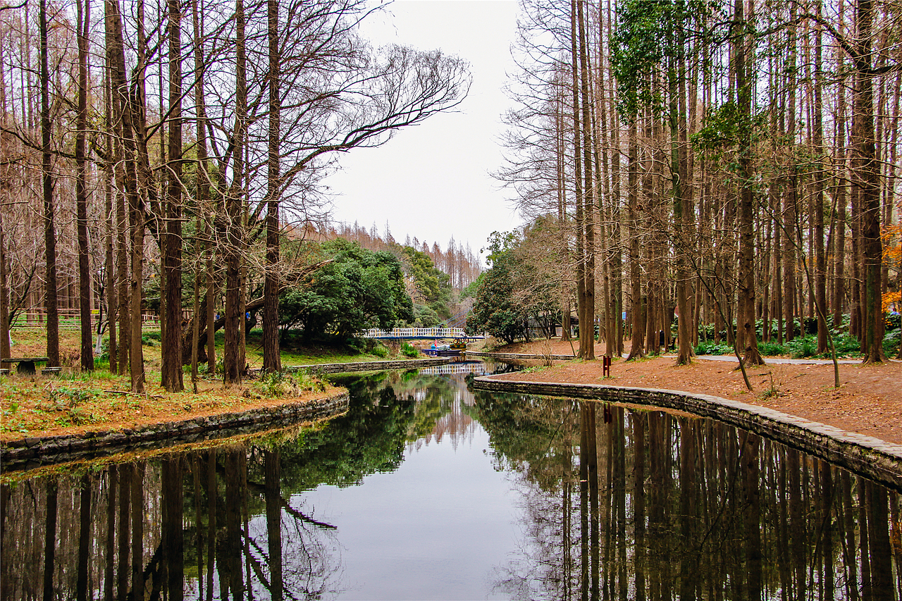 上海共青森林公园的秋日（图ZMzEyMTczODI0） - 风光摄影 - 站酷设计师尚沪晴好原创素材 - 站酷ZCOOL
