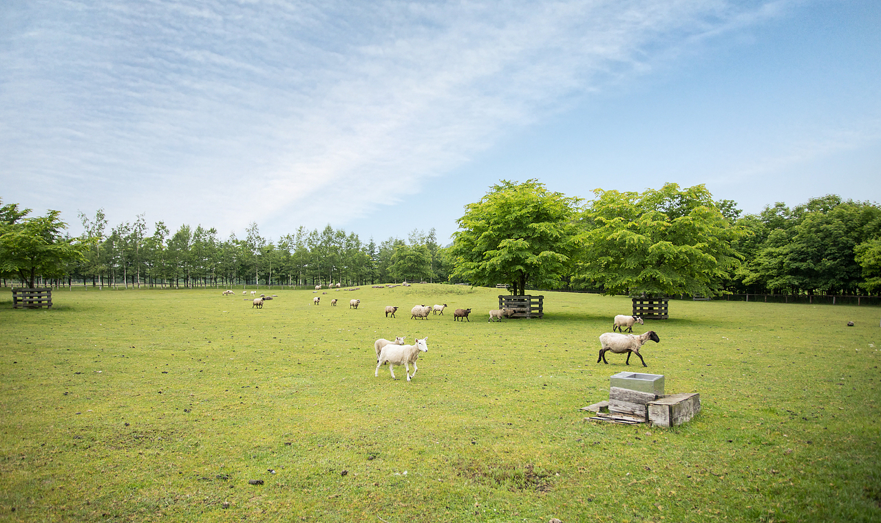 本北海道的十胜地区,有这样一群人,他们要用一千年的时间保护一片森林