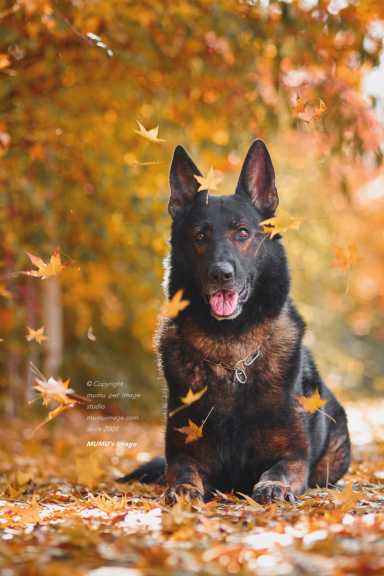 一尘不染的墨黑——黑色德牧