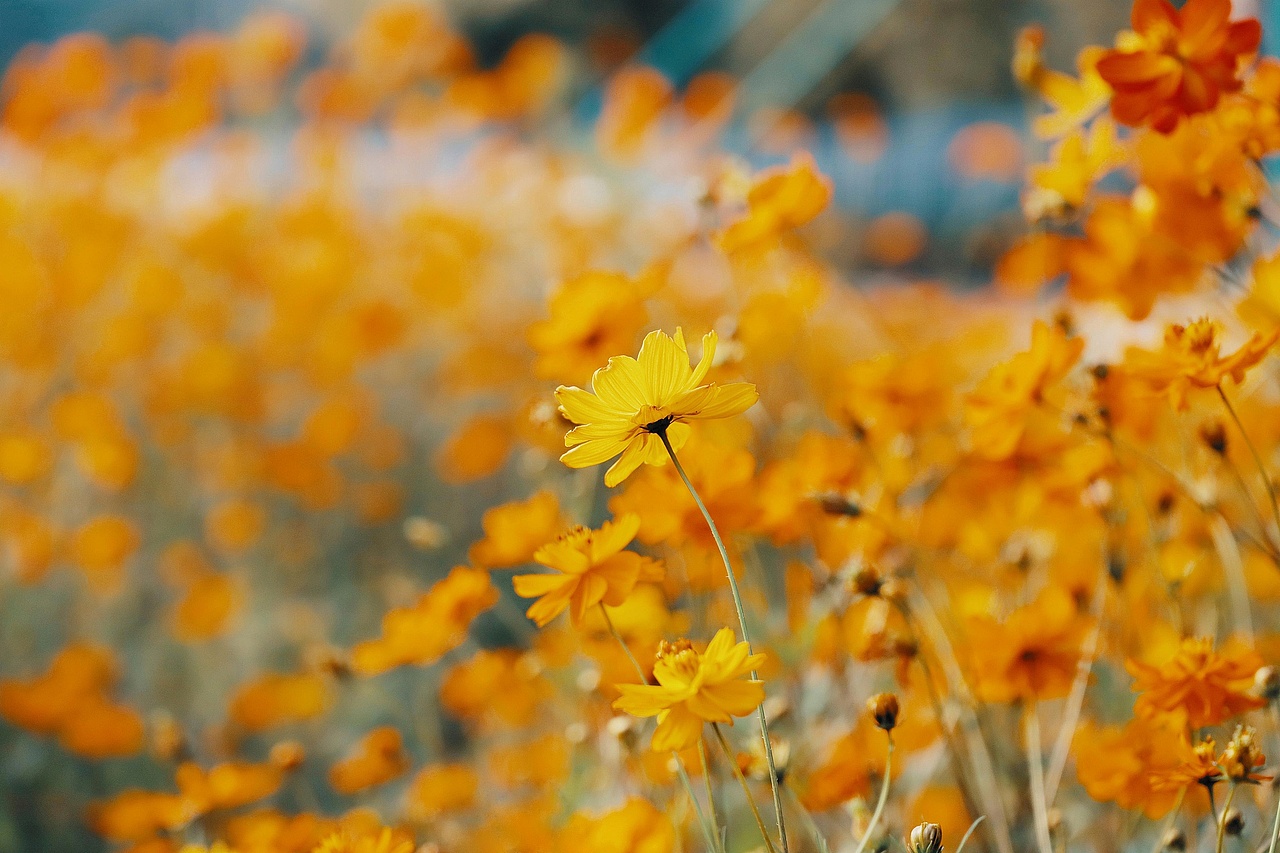 摄影 • 未知花名的小花与蜜蜂