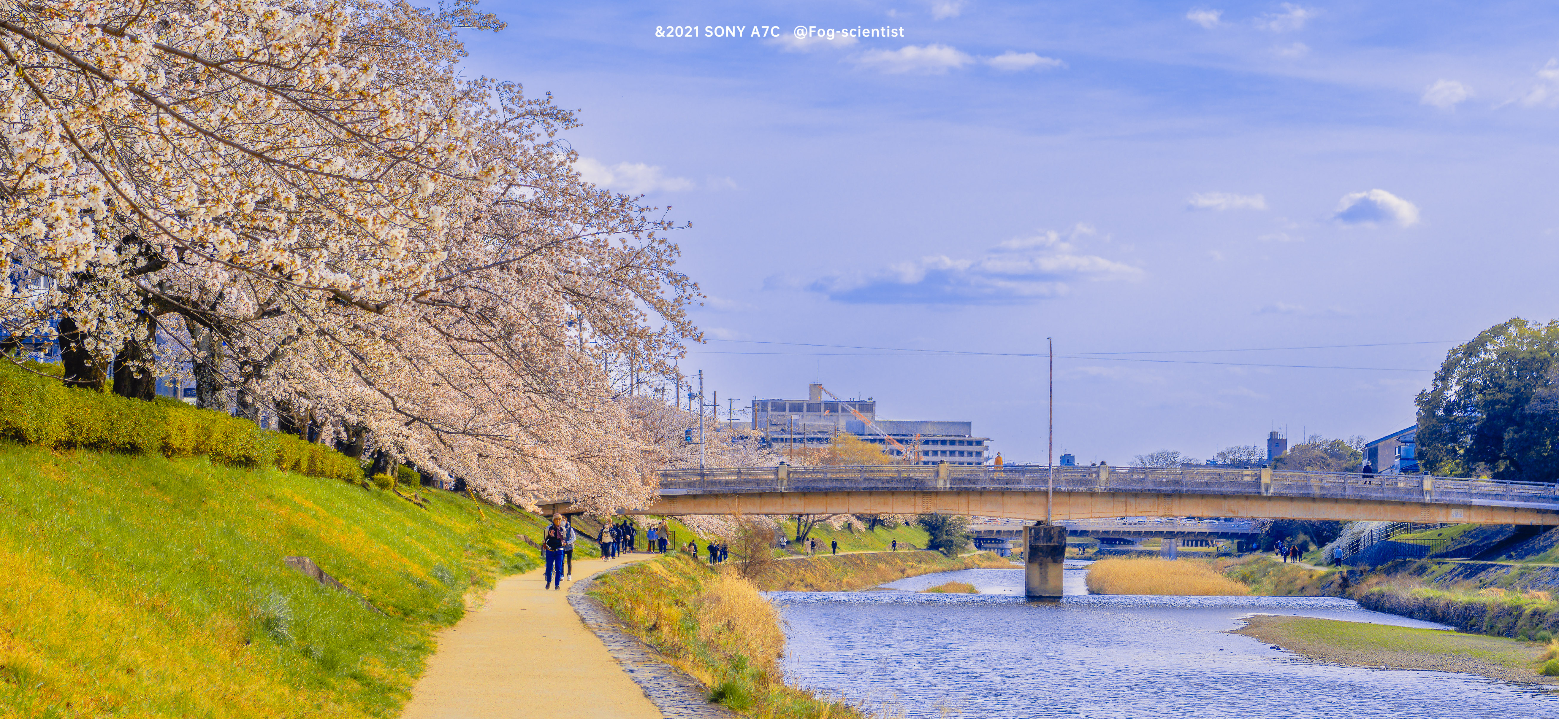 鸭川樱花图片