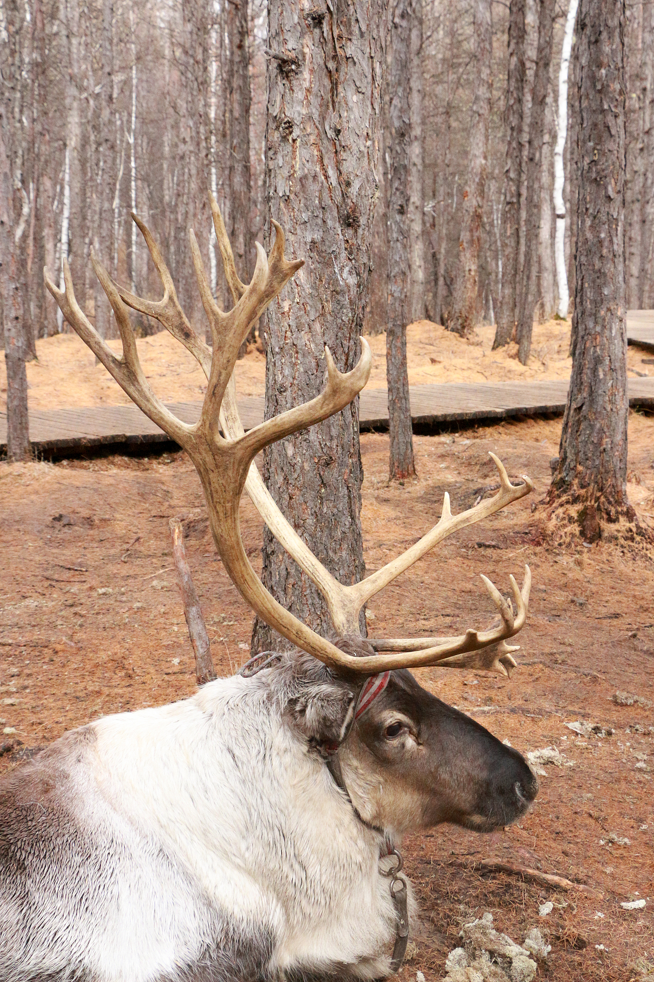 哈尔滨，呼伦贝尔，2020（图ZMzU5ODEyMjg0） - 风光摄影 - 站酷设计师程小灰啊原创素材 - 站酷ZCOOL