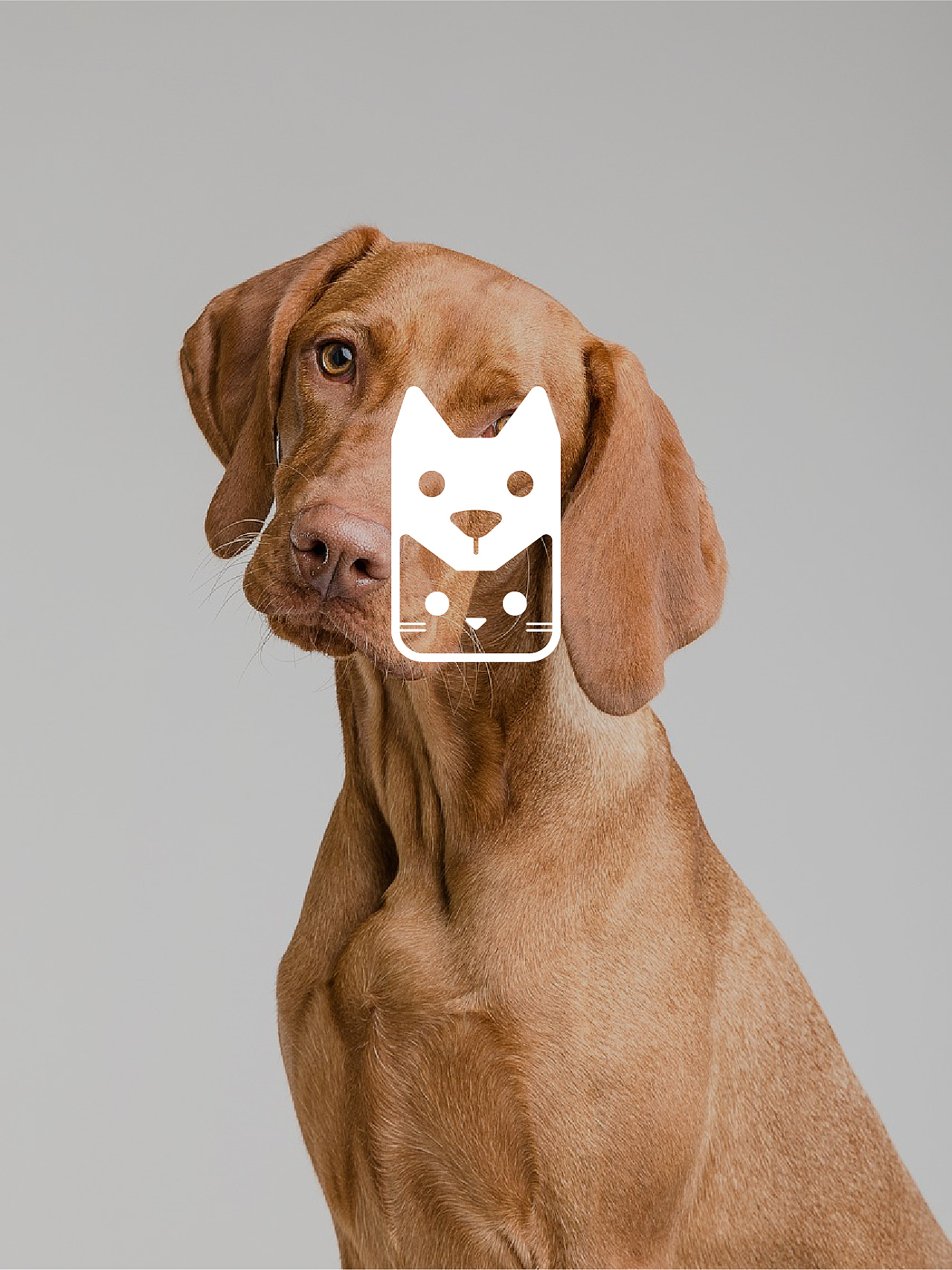 DIDICAT原创设计 | 一家有温度的宠物品牌（图ZMzU5NTUwMjI4） - Logo - 站酷设计师A_tlas原创素材 - 站酷ZCOOL