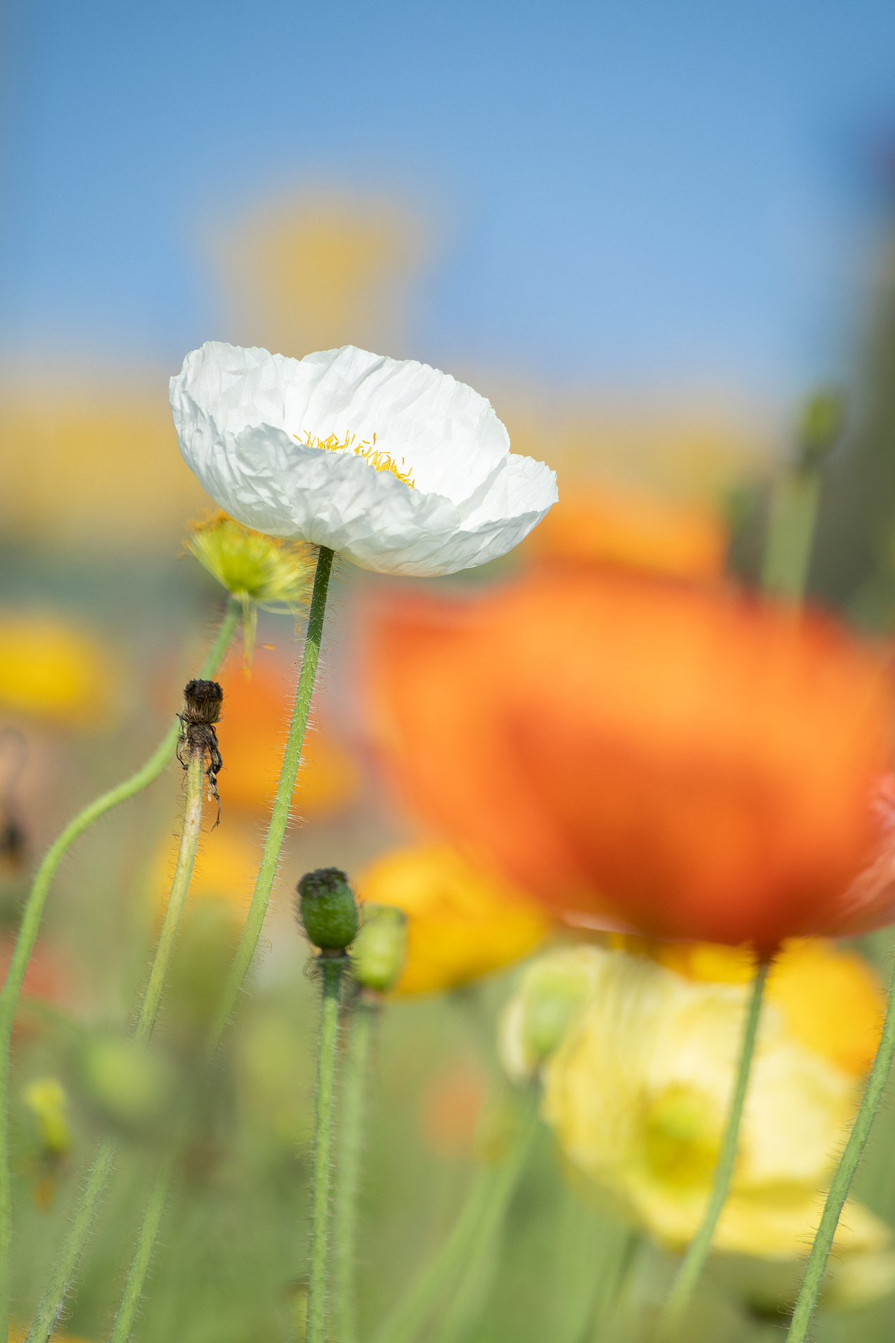 植物（图ZMzMyODQ1MDUy） - 风光摄影 - 站酷设计师千柚橘原创素材 - 站酷ZCOOL