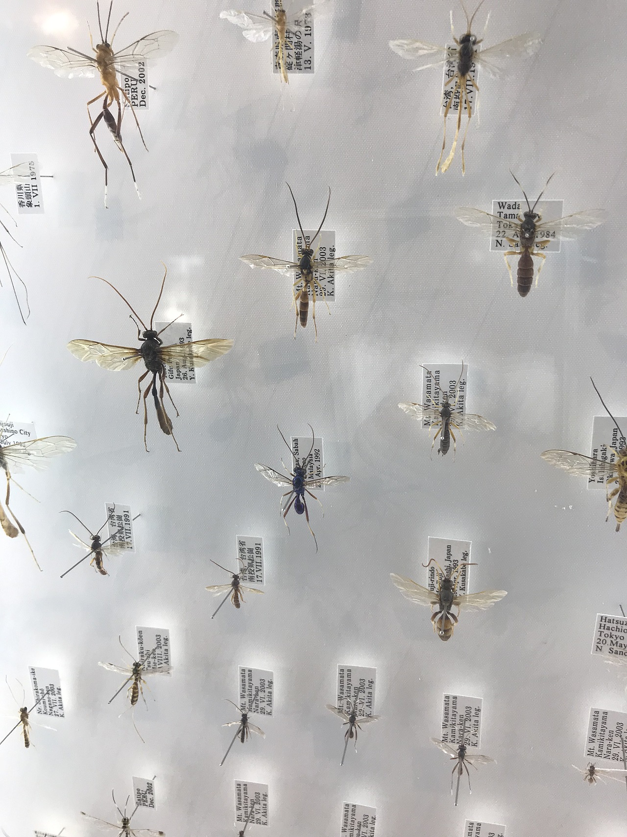东京国立科学博物馆（图ZMzA5OTUwODc2） - 展陈设计 - 站酷设计师JIANG2015原创素材 - 站酷ZCOOL