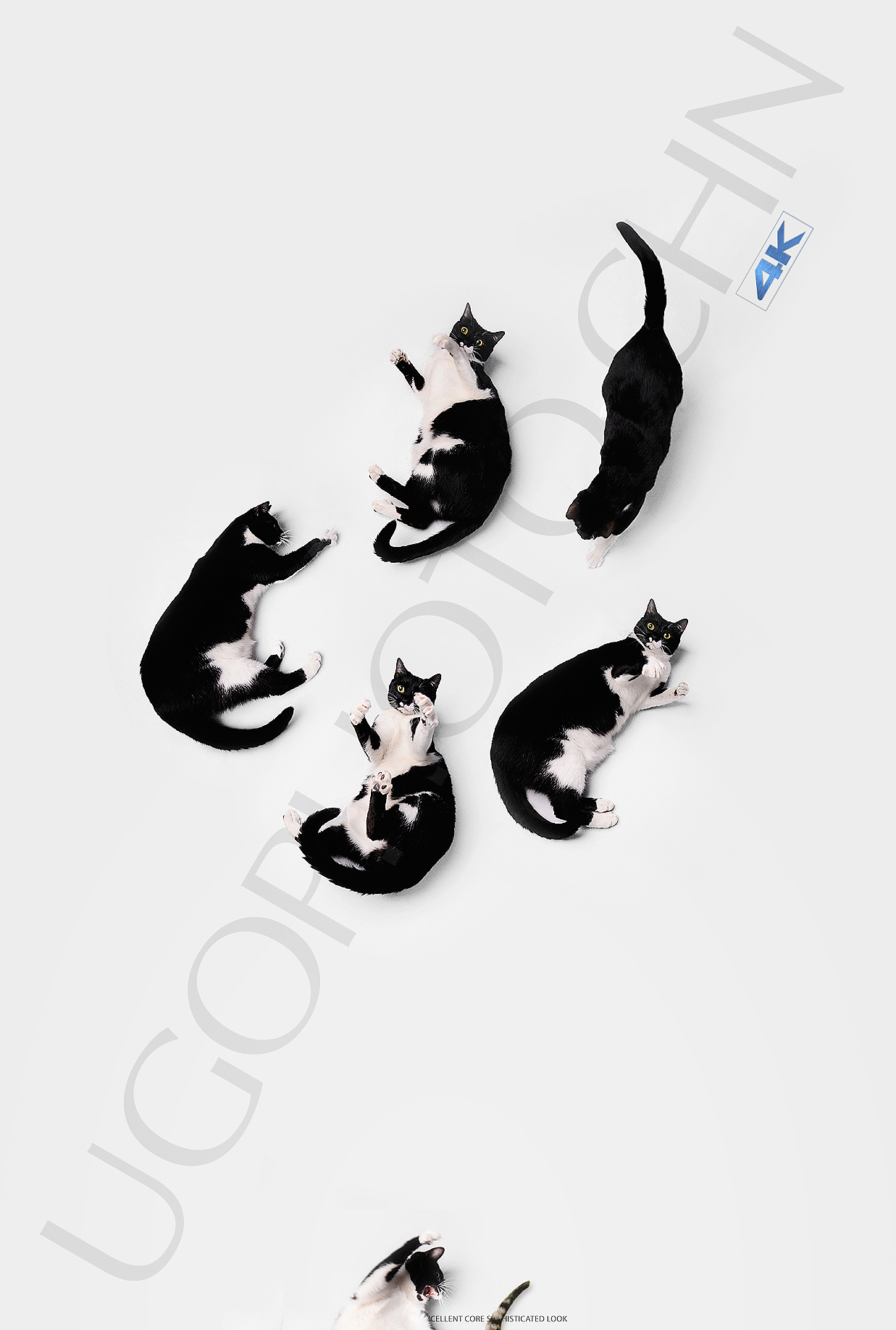 Gorgeous表达【动物摄影师何某某个人作品33】（图ZMzA4NTExNjAw） - 宠物摄影 - 站酷设计师超级何某某原创素材 - 站酷ZCOOL