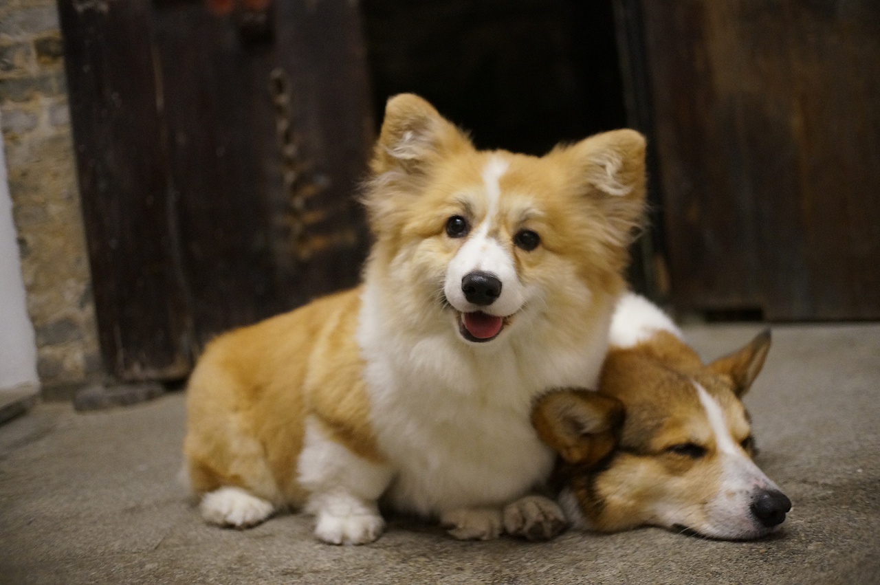 这些年拍过的柯基们小合集（图ZMzEzNzUzNTE2） - 宠物摄影 - 站酷设计师佳佳与可骑原创素材 - 站酷ZCOOL