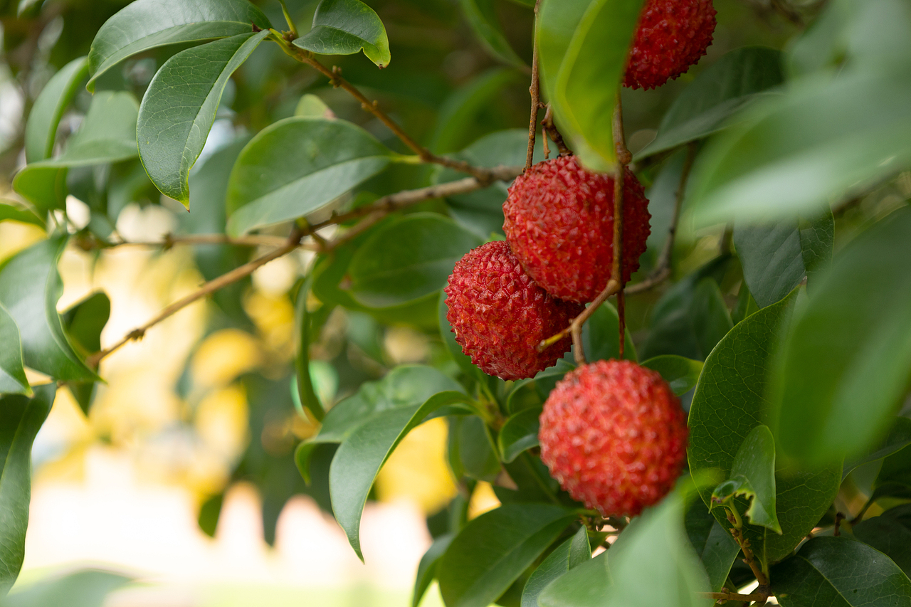 荔枝