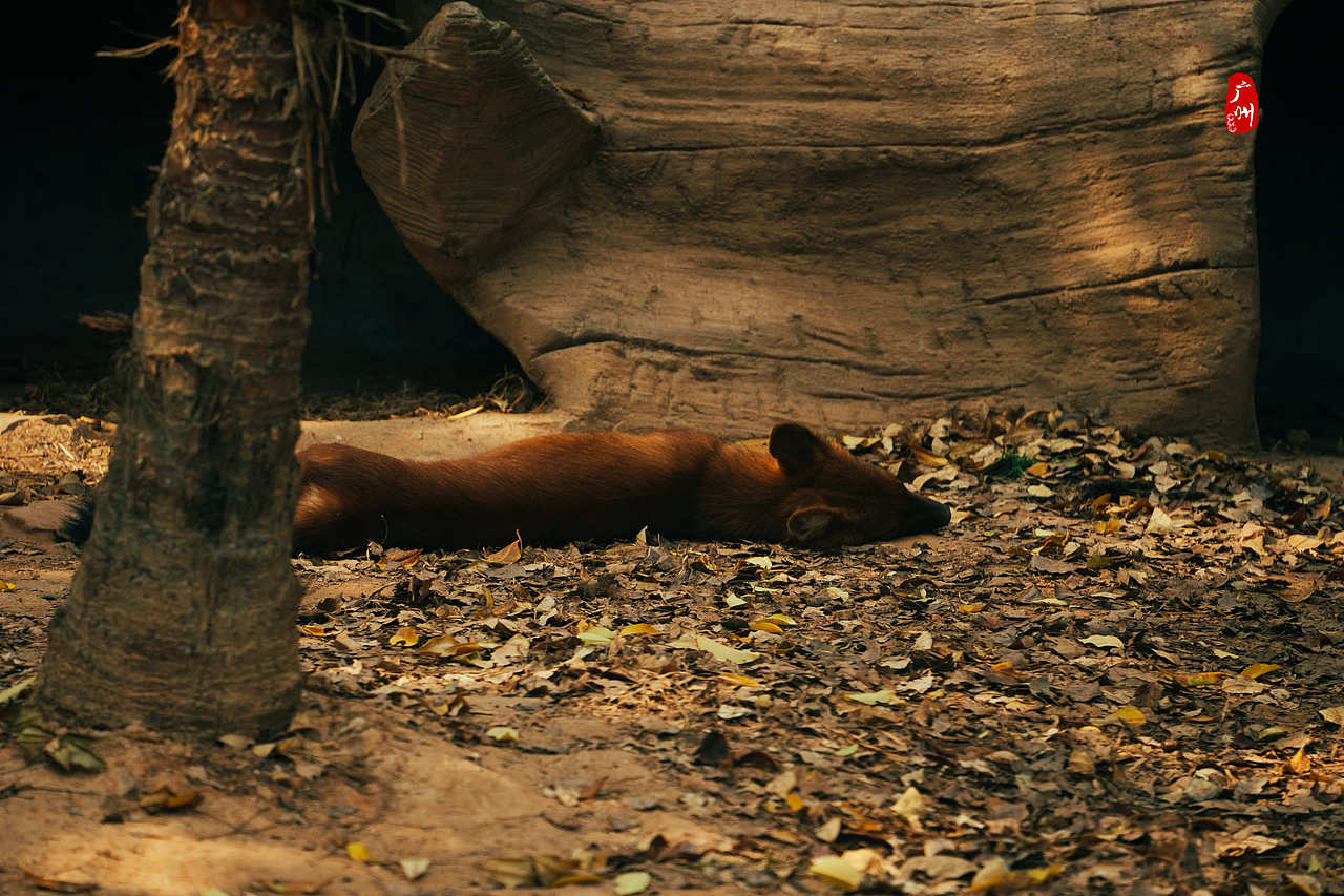 随手拍·广州动物园(兽类)（图ZMzM1ODA3NjMy） - 人文/纪实摄影 - 站酷设计师一晨同学原创素材 - 站酷ZCOOL