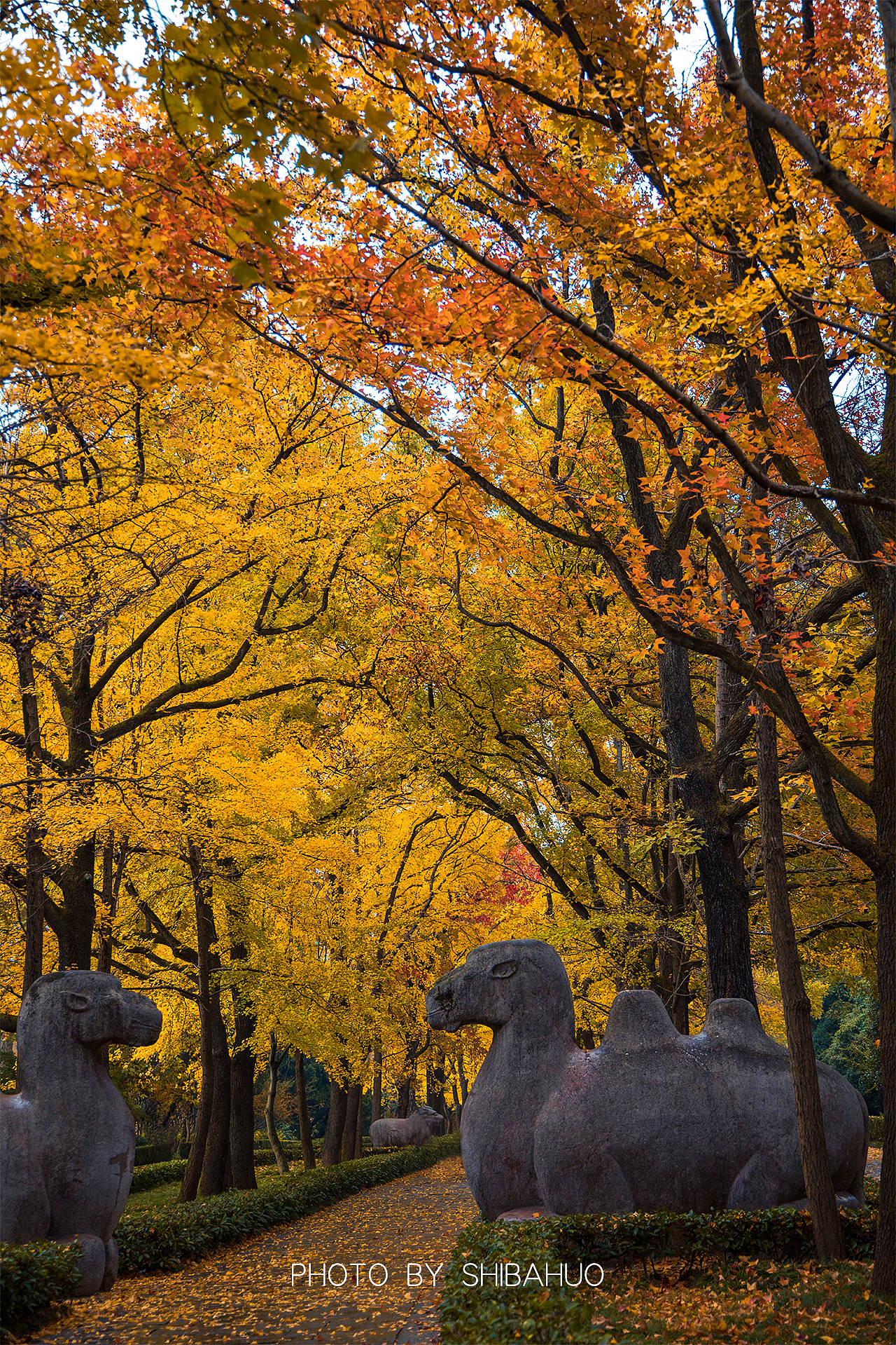 秋染石象路（图ZMzIxNDI1MjMy） - 风光摄影 - 站酷设计师十把火原创素材 - 站酷ZCOOL