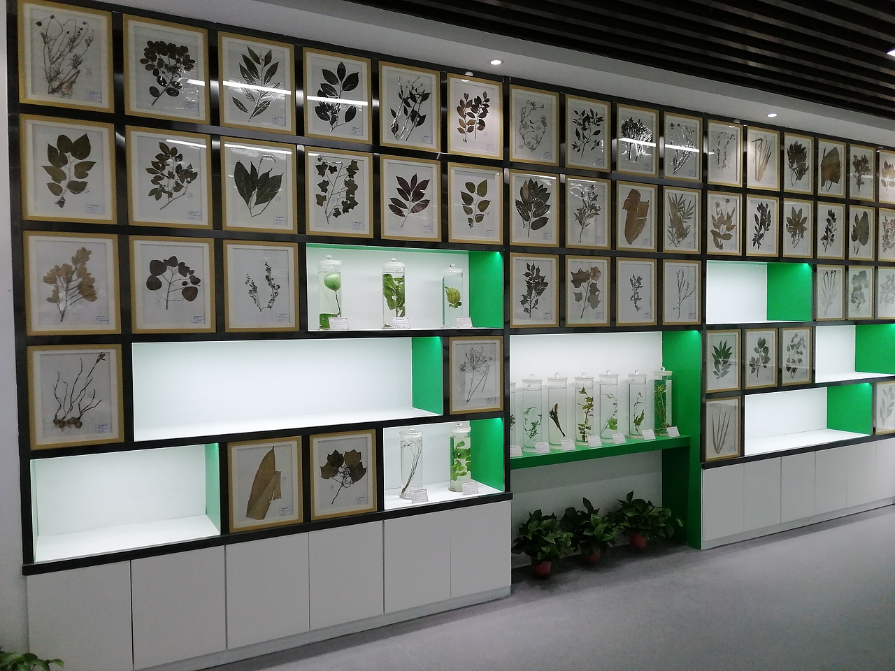 湖南农大植物标本馆效果图及现场图(已落地)