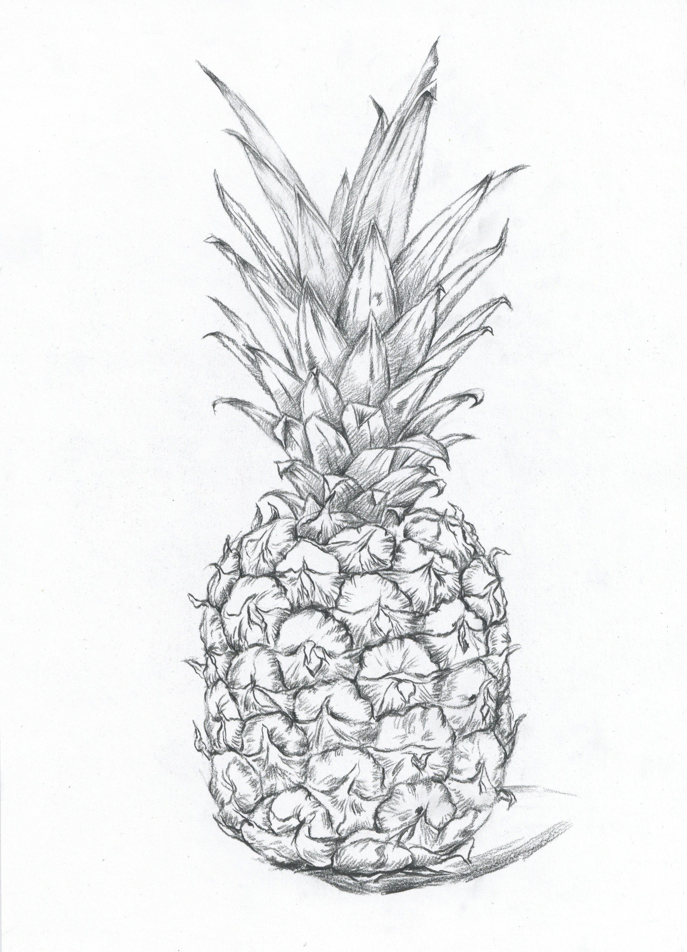 菠萝解剖图素描图片