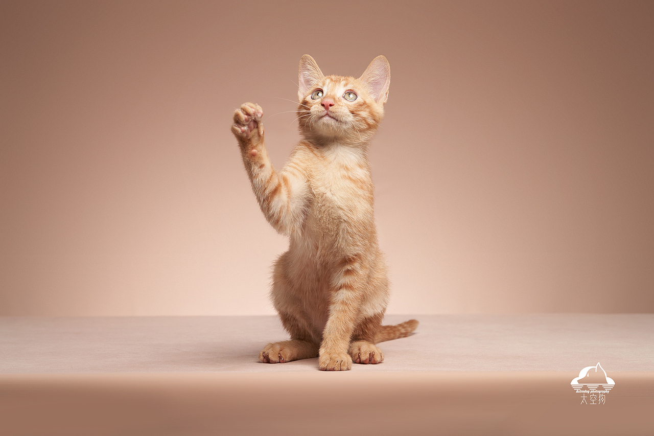 太空狗宠物摄影 孟加拉豹猫 田园猫