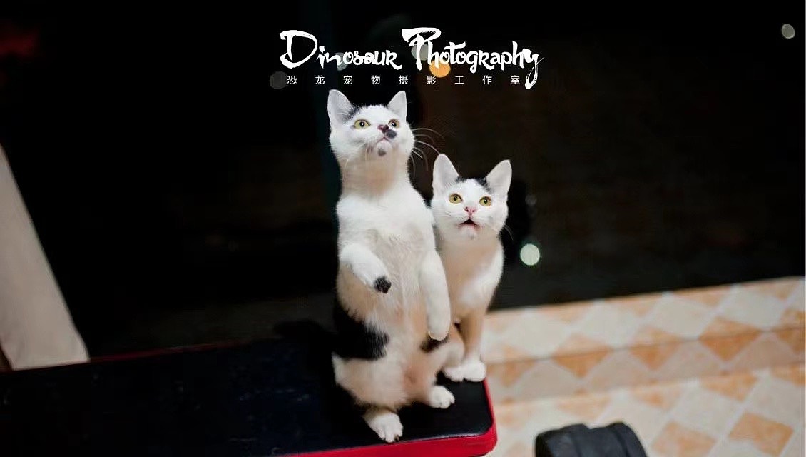 特别的家人（图ZMzEyNDQ4MTc2） - 婚礼摄影 - 站酷设计师恐龙宠物摄影原创素材 - 站酷ZCOOL