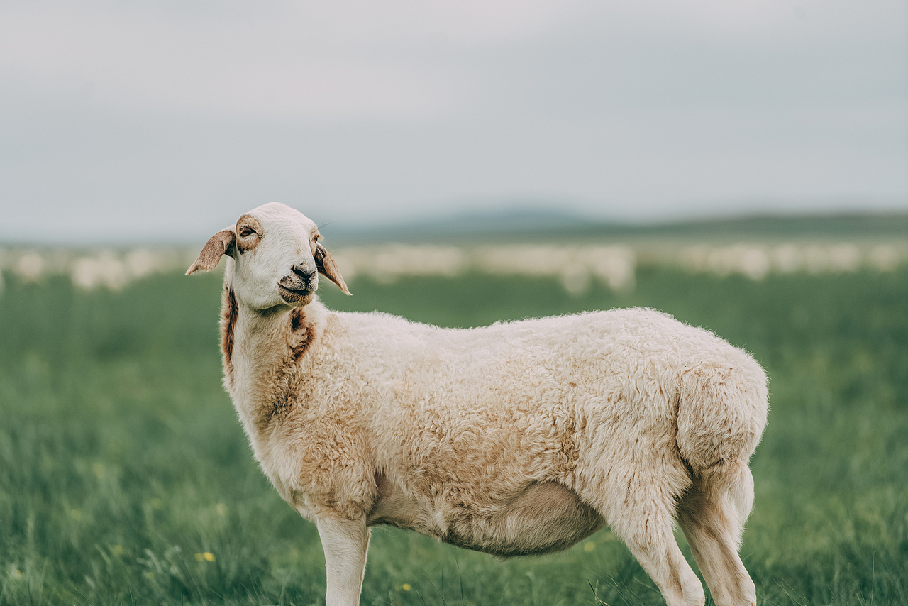 内蒙《放风的羊》品牌广告拍摄