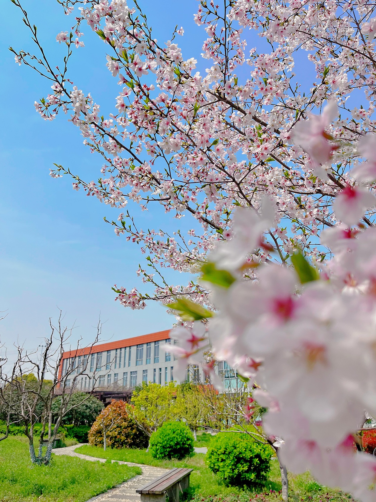 手机摄影 上海最美樱花校园~（图ZMzM3ODMyOTcy） - 风光摄影 - 站酷设计师小小鸟不想飞原创素材 - 站酷ZCOOL