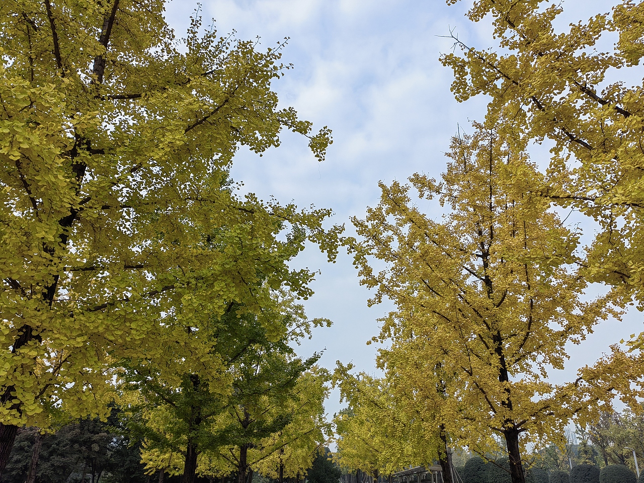 银杏秋叶（图ZMzEwMzM0OTg4） - 风光摄影 - 站酷设计师摄影师Tender原创素材 - 站酷ZCOOL