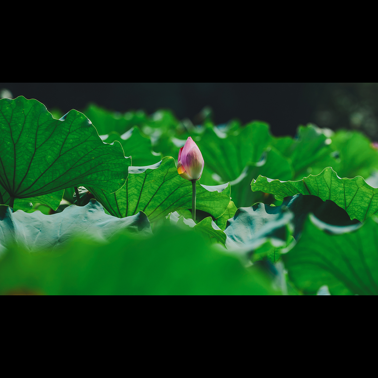 夏荷（图ZMzExMTk3MTA4） - 风光摄影 - 站酷设计师贺班永合原创素材 - 站酷ZCOOL