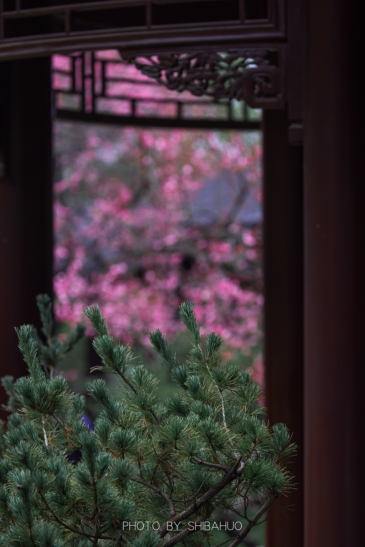 花开梅岗（图ZMzMwNDYzMjI4） - 风光摄影 - 站酷设计师十把火原创素材 - 站酷ZCOOL