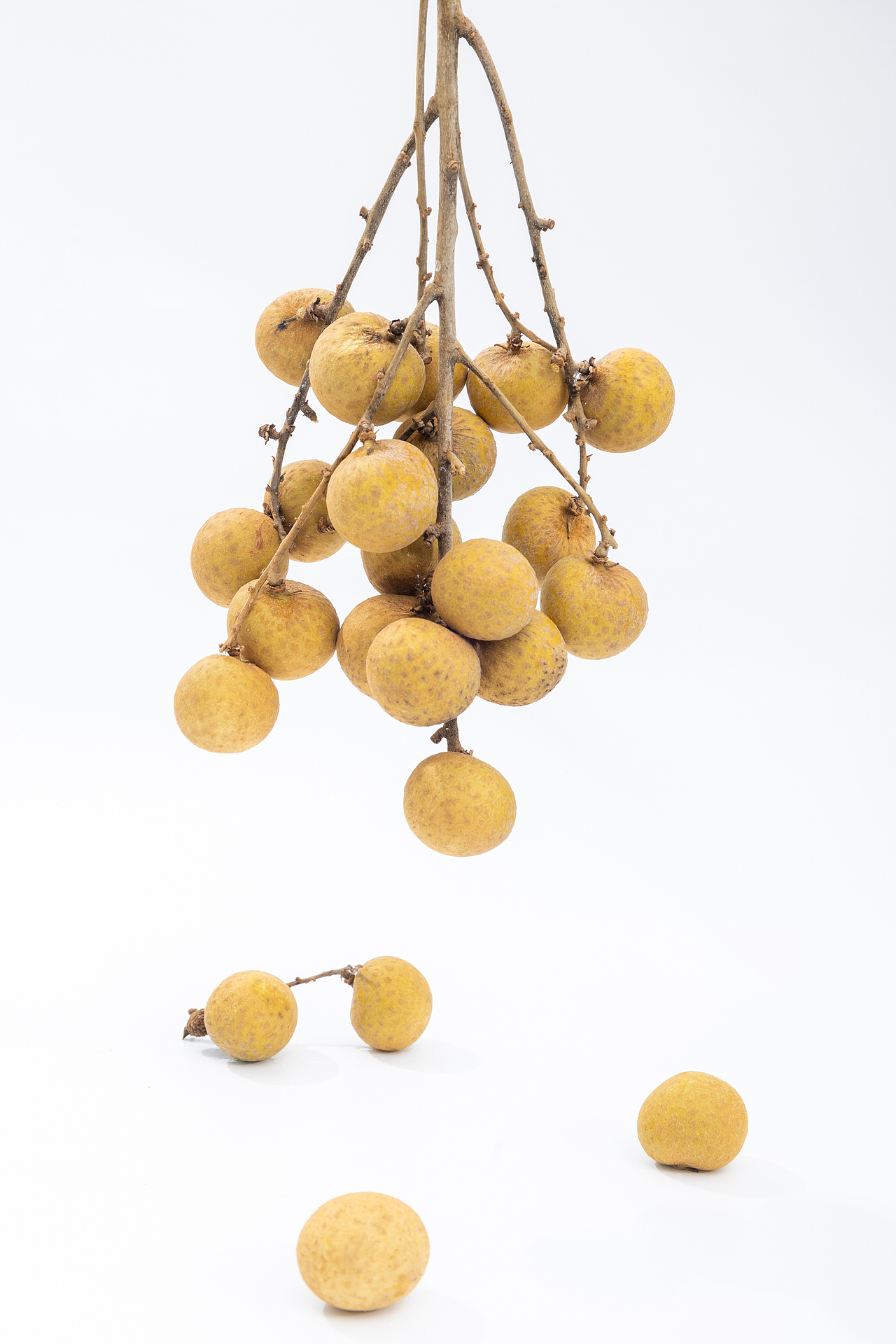 龙眼（图ZMzUzNzU2MDYw） - product - 站酷设计师accganjue原创素材 - 站酷ZCOOL