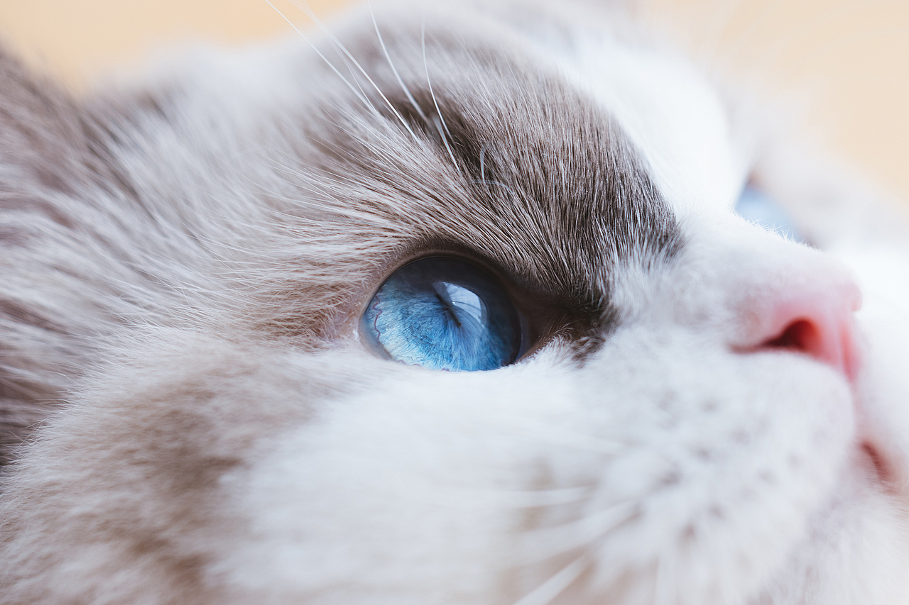 猫的私房 第六季